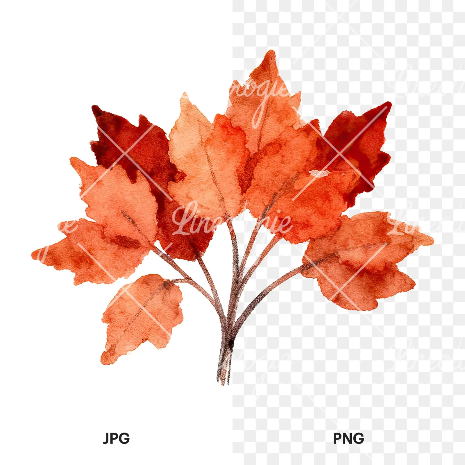 Watercolor autumn leaf bouquet clipart 12 of 15, as a JPG on white and a transparent PNG