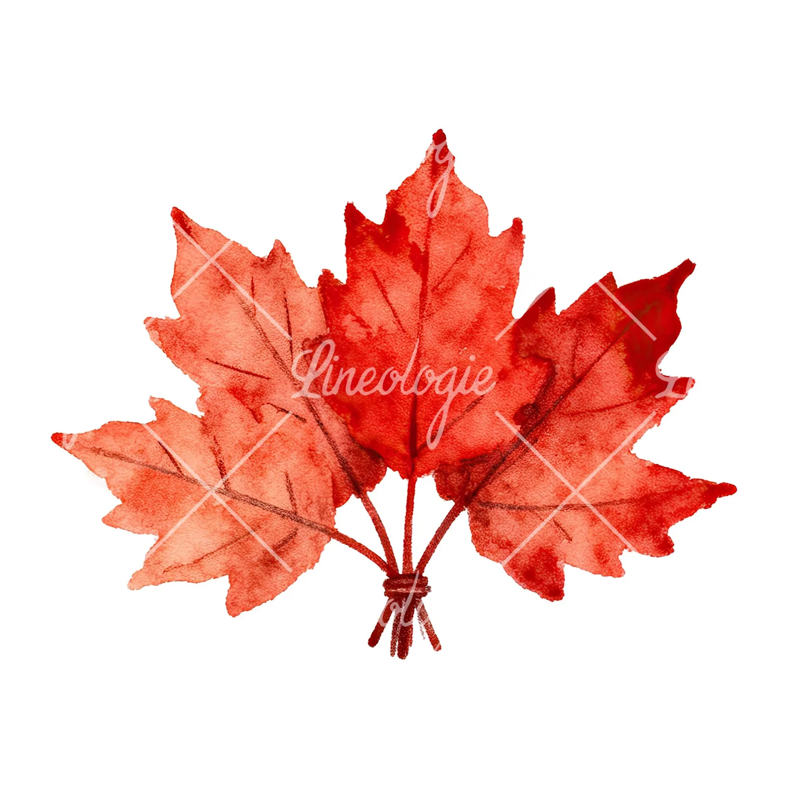 Watercolor autumn leaf bouquet clipart 14 of 15 on a white background (JPG)