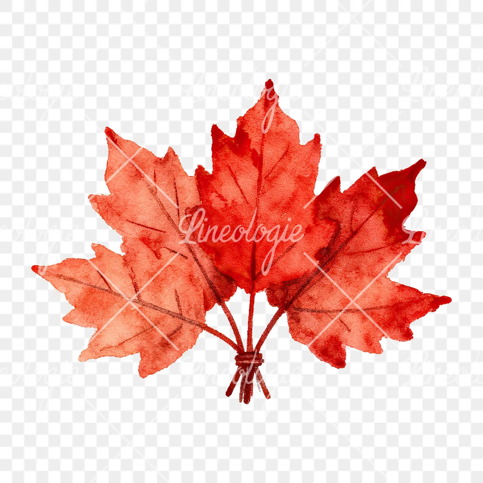 Watercolor autumn leaf bouquet clipart 14 of 15 on a transparent background (PNG)