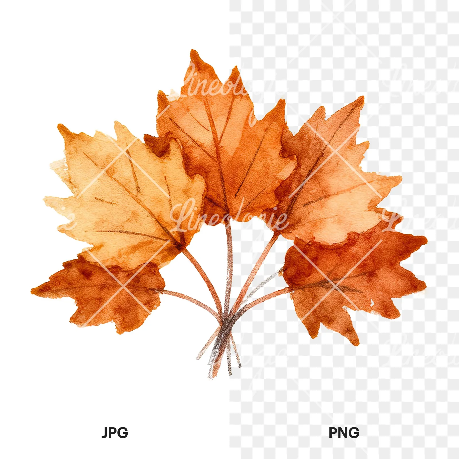 Watercolor autumn leaf bouquet clipart 15 of 15, as a JPG on white and a transparent PNG