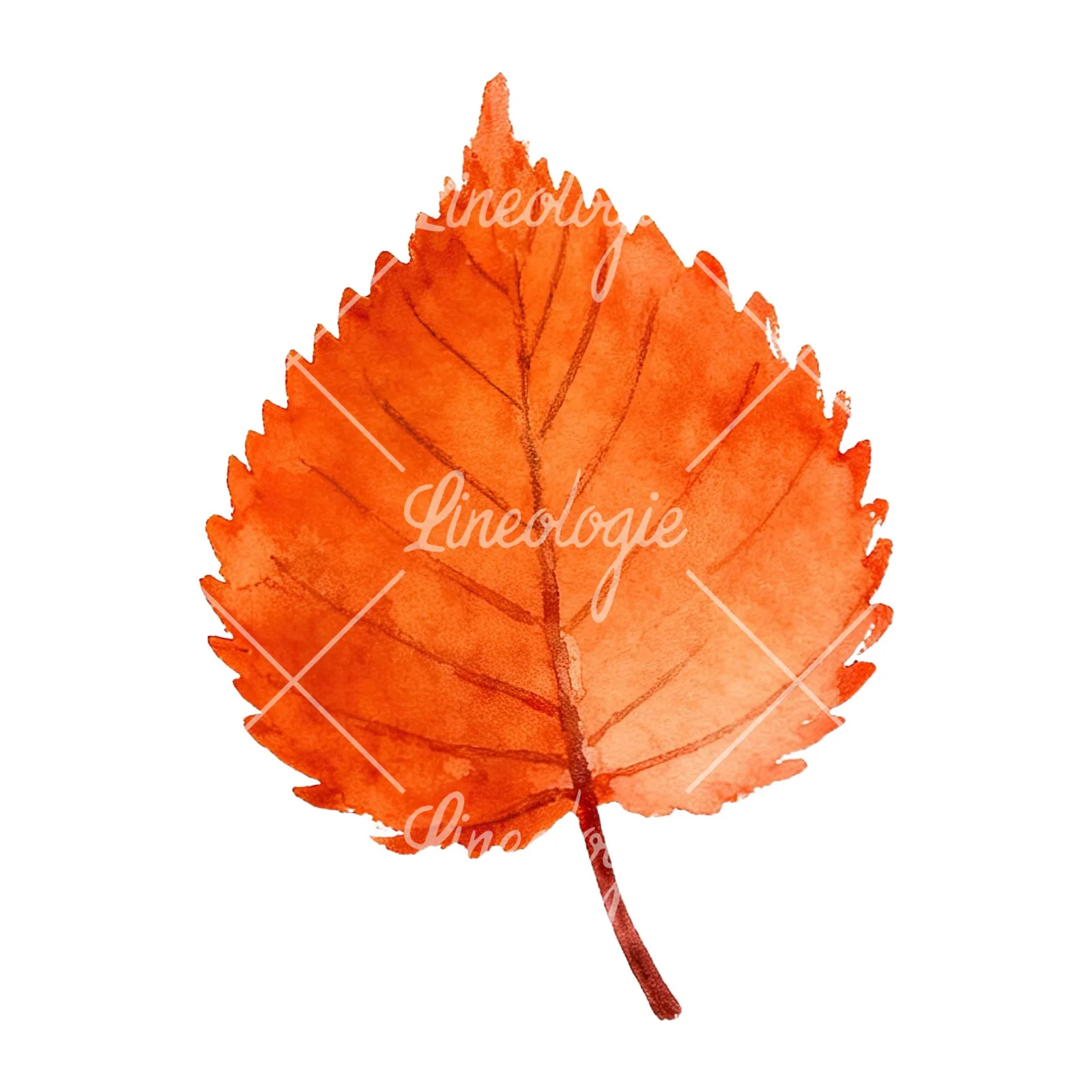 Watercolor autumn red orange leaf clipart 1 of 16 on a white background (JPG)