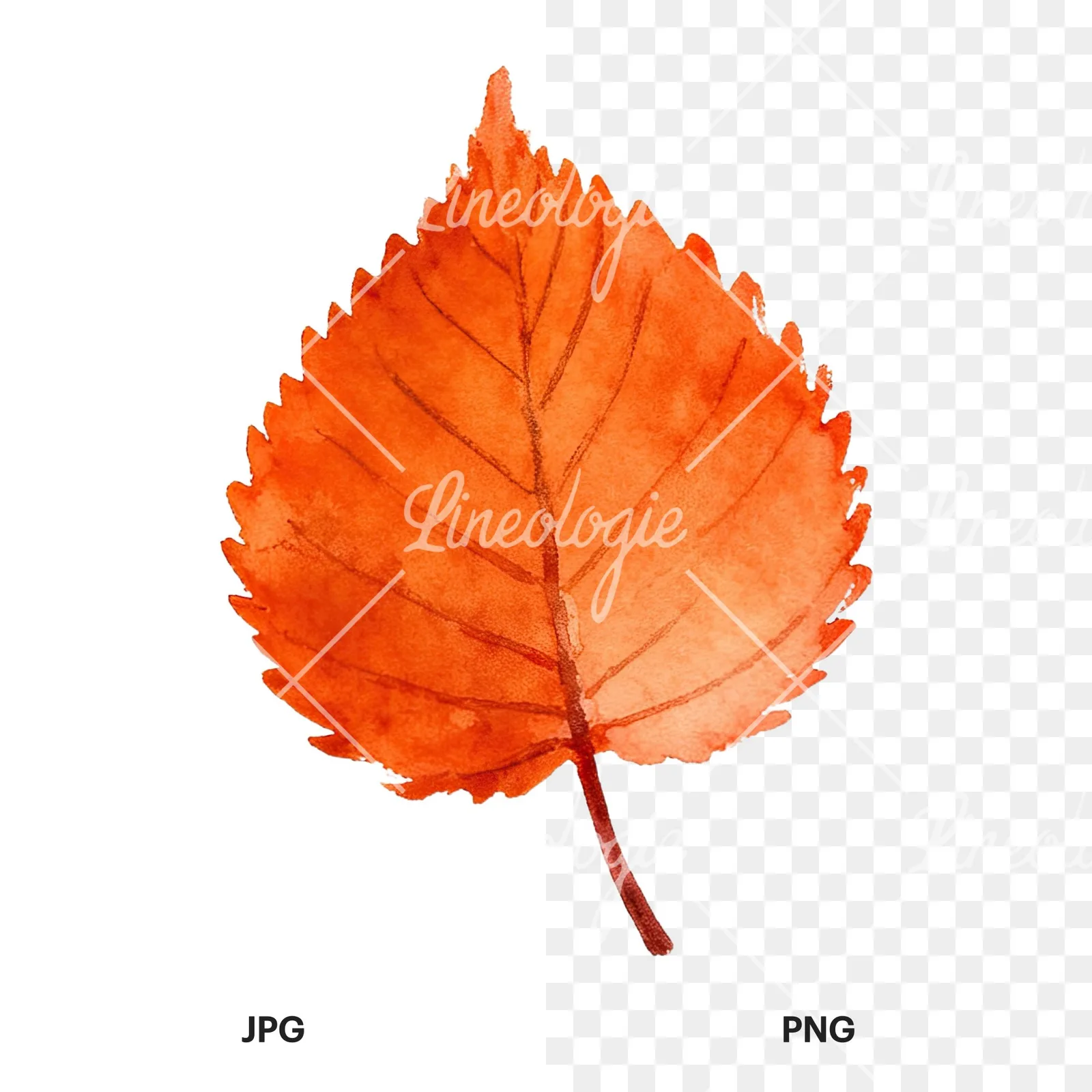 Watercolor autumn red orange leaf clipart 1 of 16, as a JPG on white and a transparent PNG