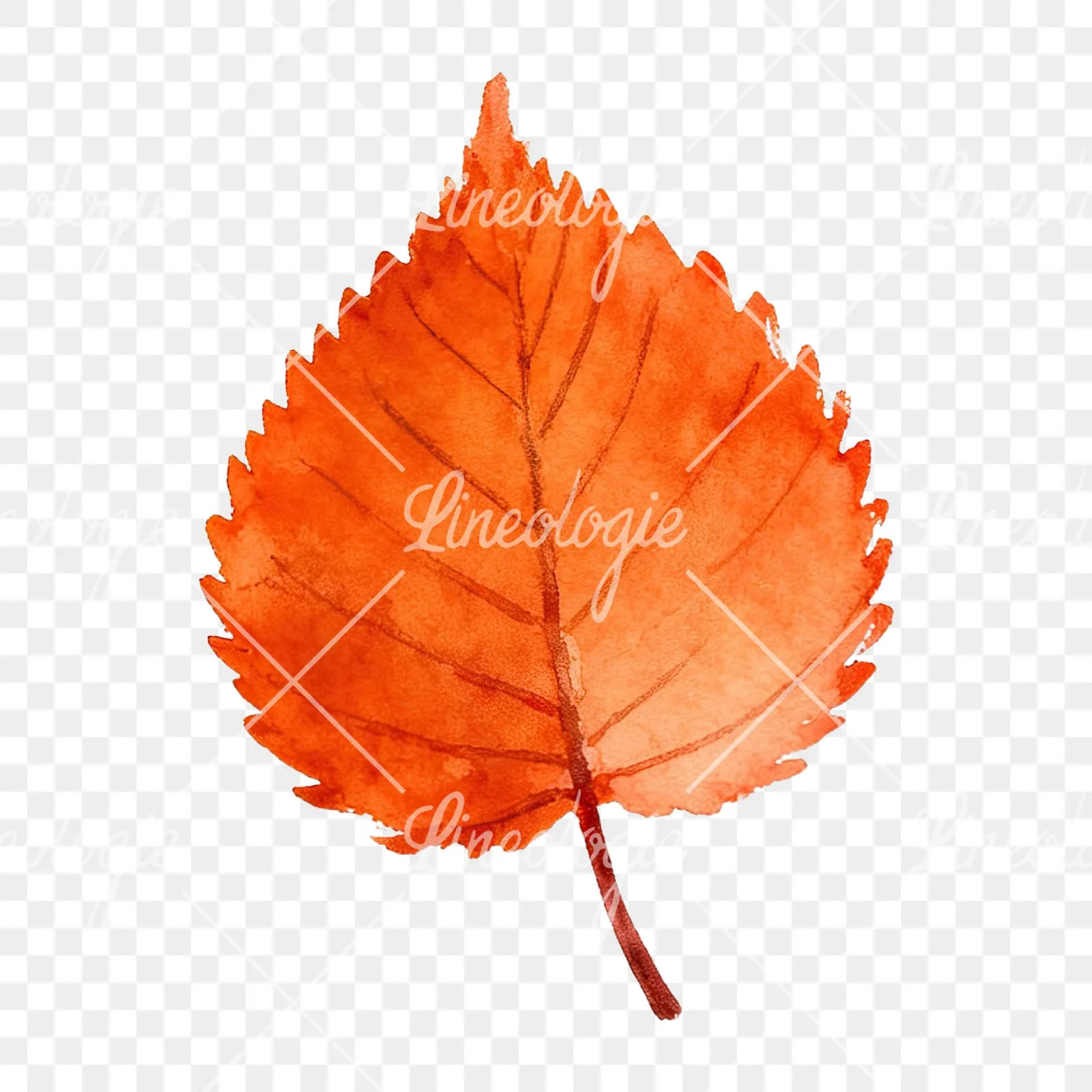 Watercolor autumn red orange leaf clipart 1 of 16 on a transparent background (PNG)