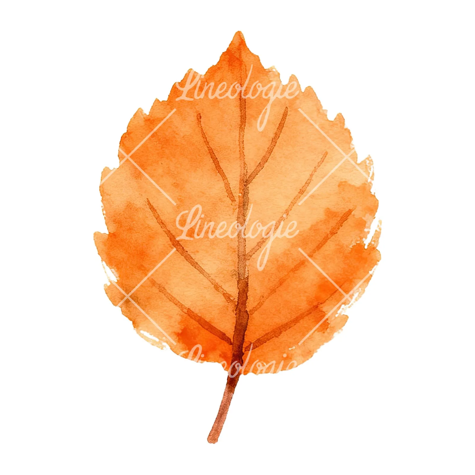 Watercolor autumn red orange leaf clipart 2 of 16 on a white background (JPG)
