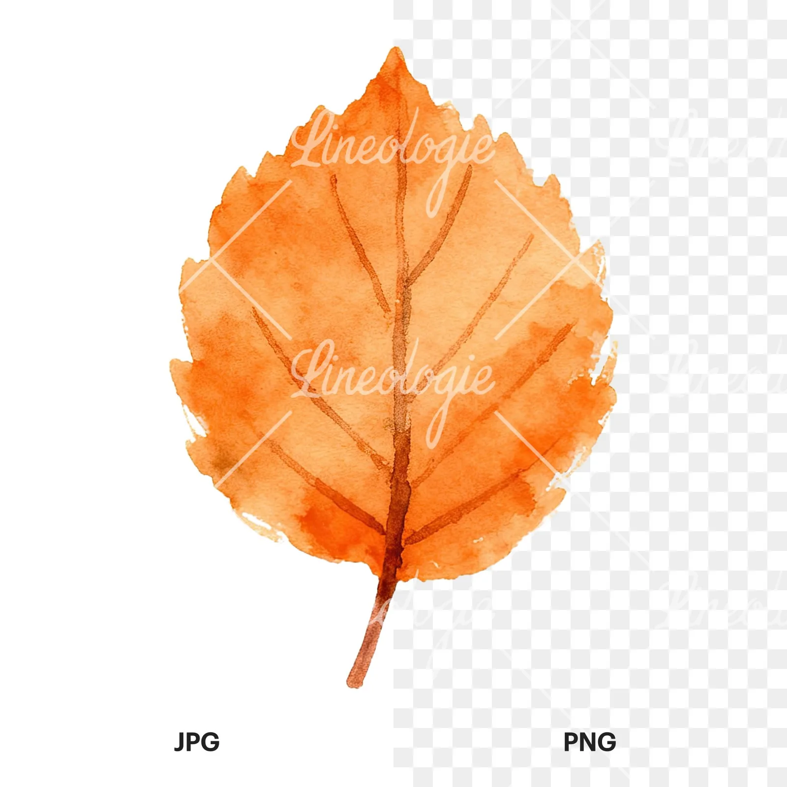Watercolor autumn red orange leaf clipart 2 of 16, as a JPG on white and a transparent PNG