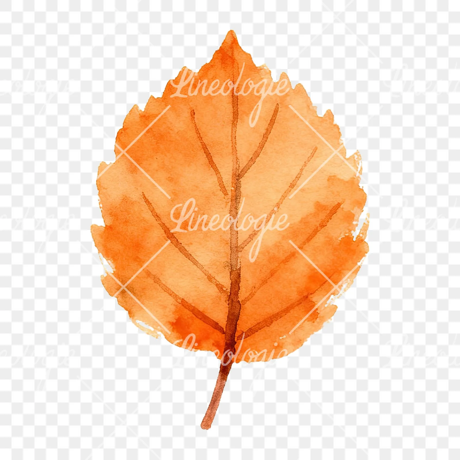 Watercolor autumn red orange leaf clipart 2 of 16 on a transparent background (PNG)