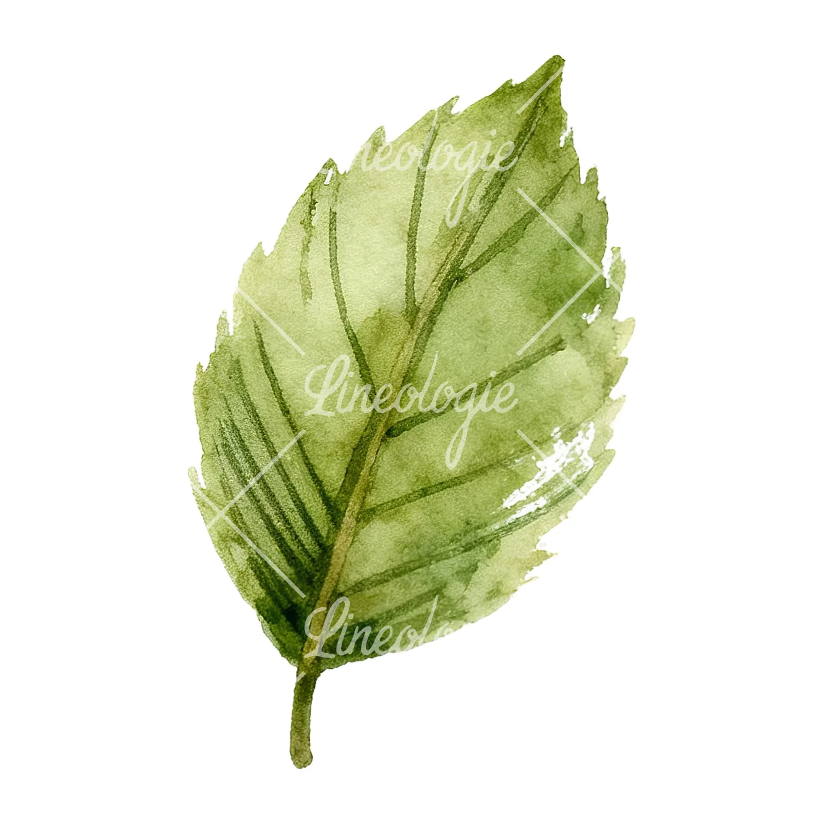 Watercolor autumn red orange leaf clipart 3 of 16 on a white background (JPG)