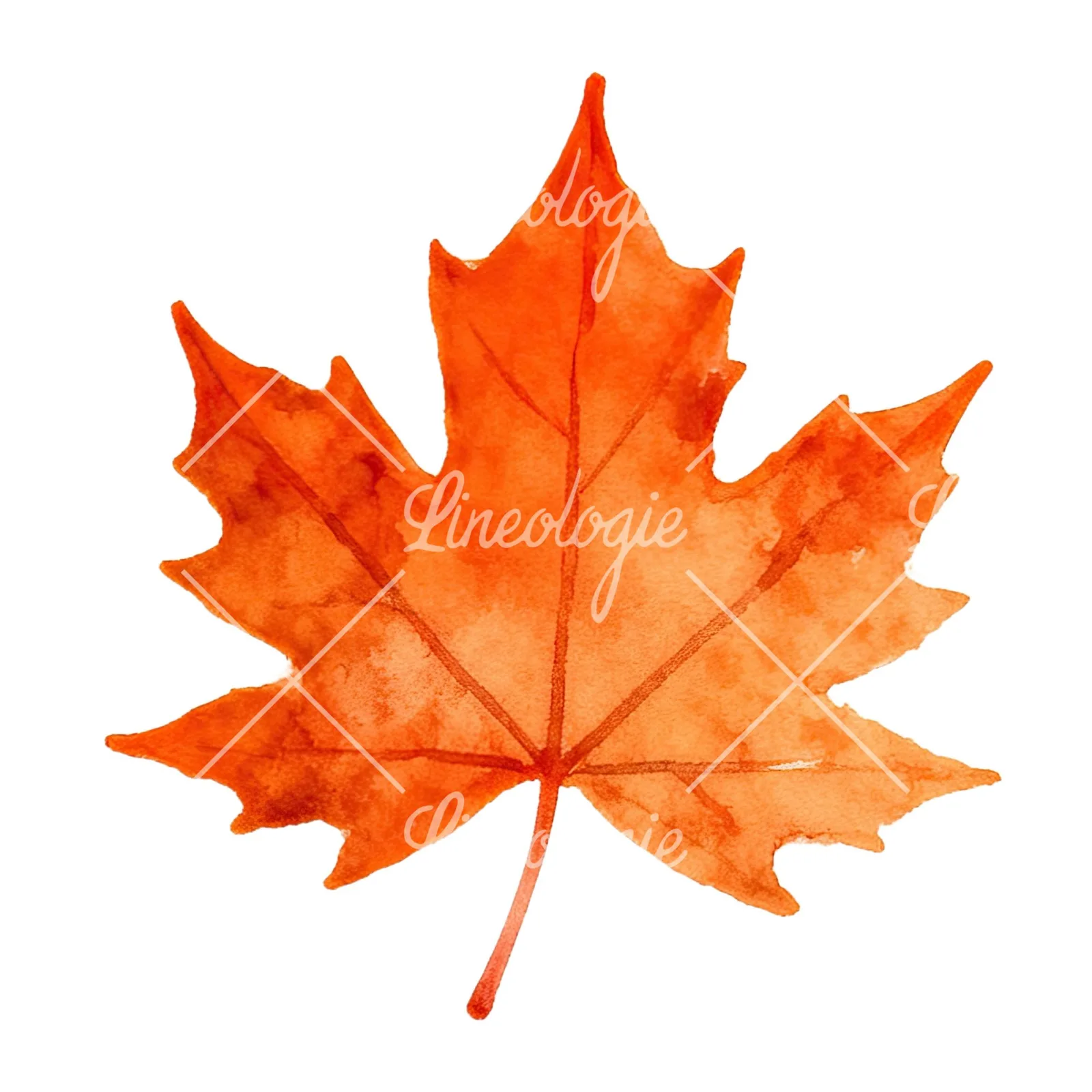 Watercolor autumn red orange leaf clipart 4 of 16 on a white background (JPG)
