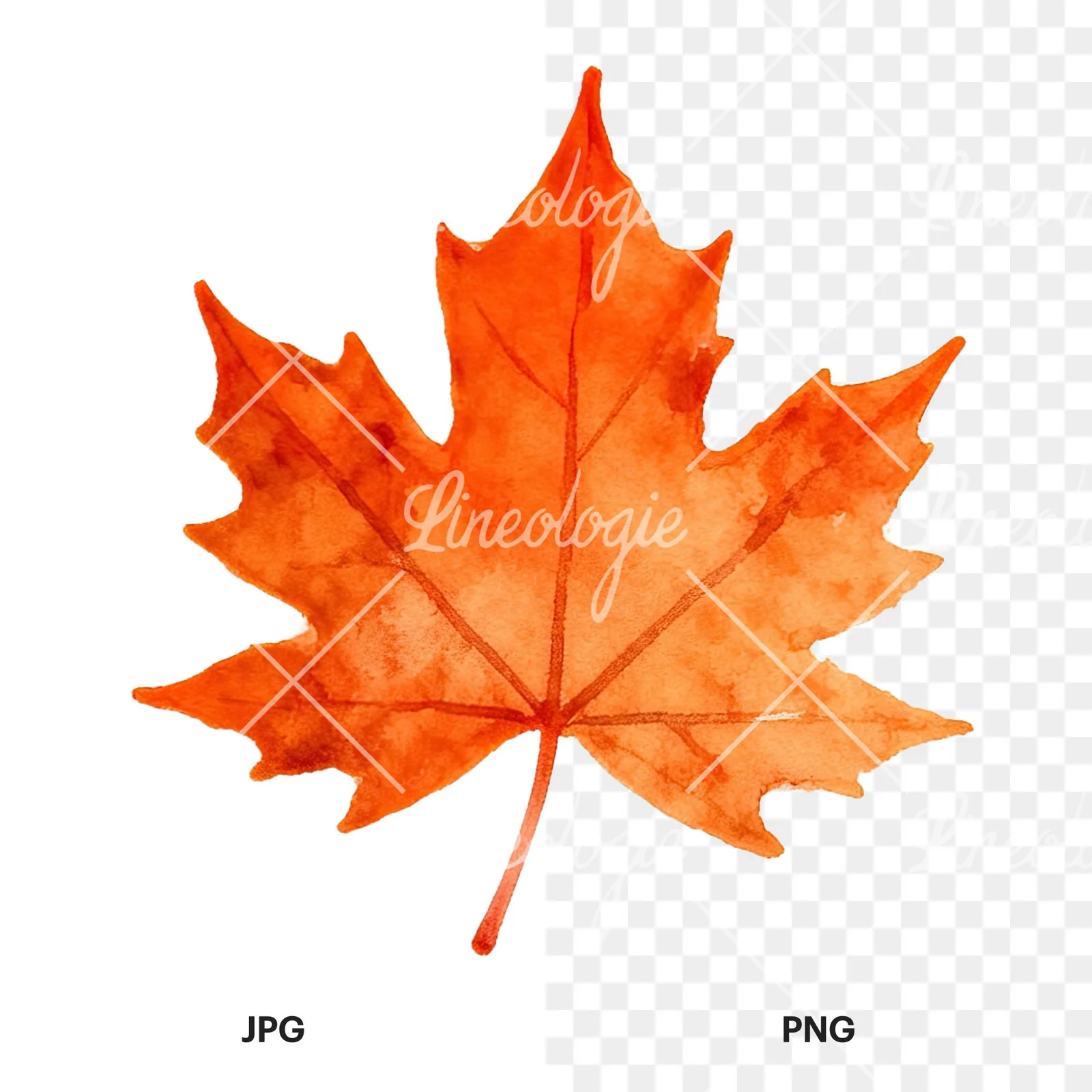 Watercolor autumn red orange leaf clipart 4 of 16, as a JPG on white and a transparent PNG