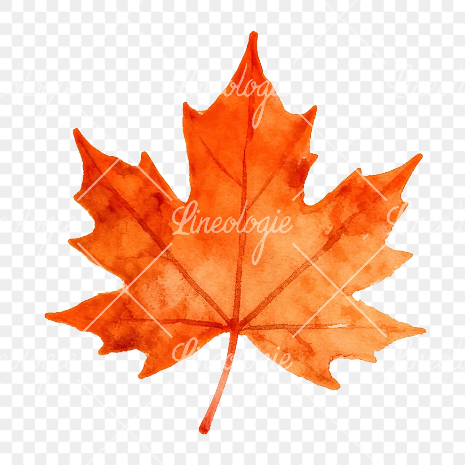 Watercolor autumn red orange leaf clipart 4 of 16 on a transparent background (PNG)