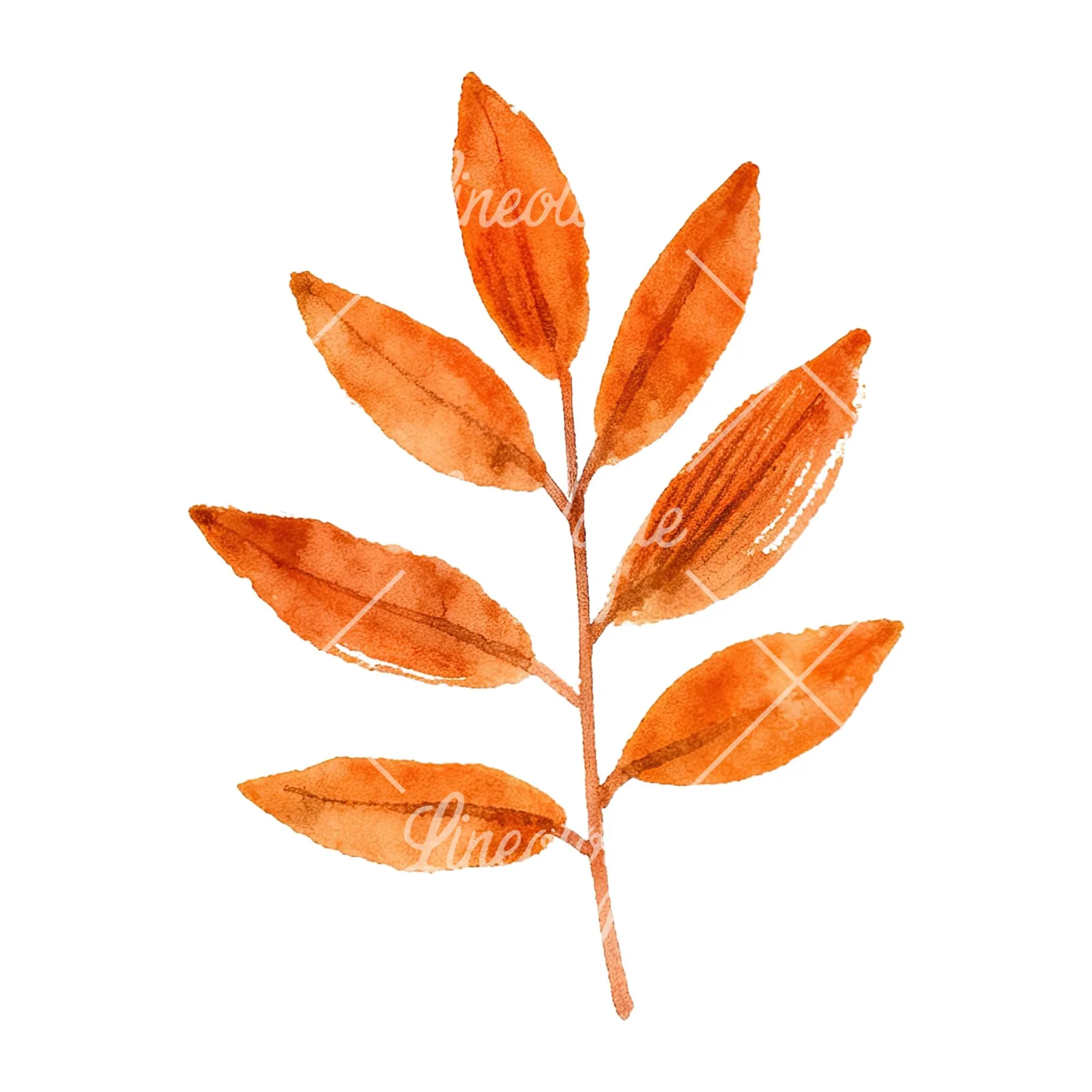 Watercolor autumn red orange leaf clipart 5 of 16 on a white background (JPG)