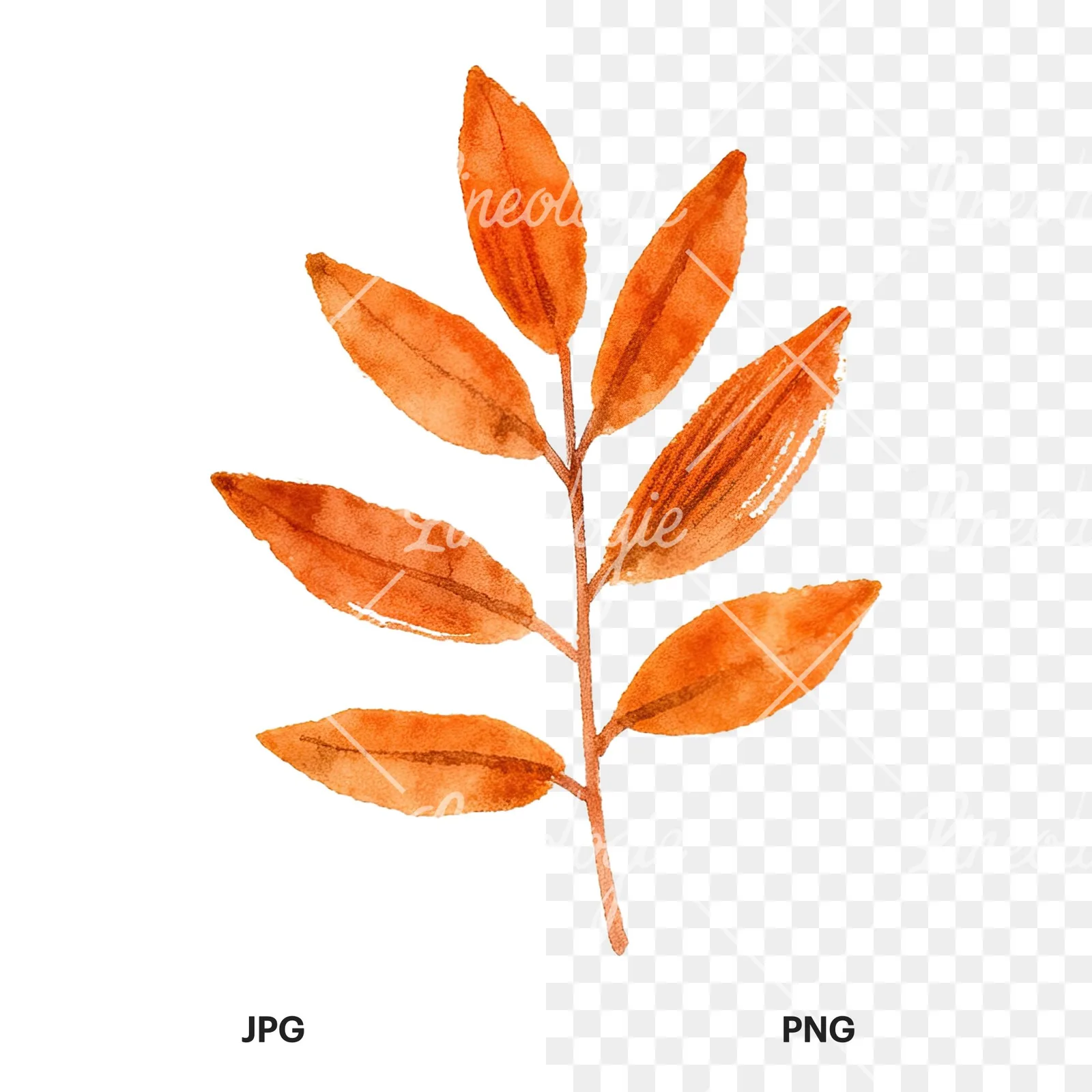 Watercolor autumn red orange leaf clipart 5 of 16, as a JPG on white and a transparent PNG