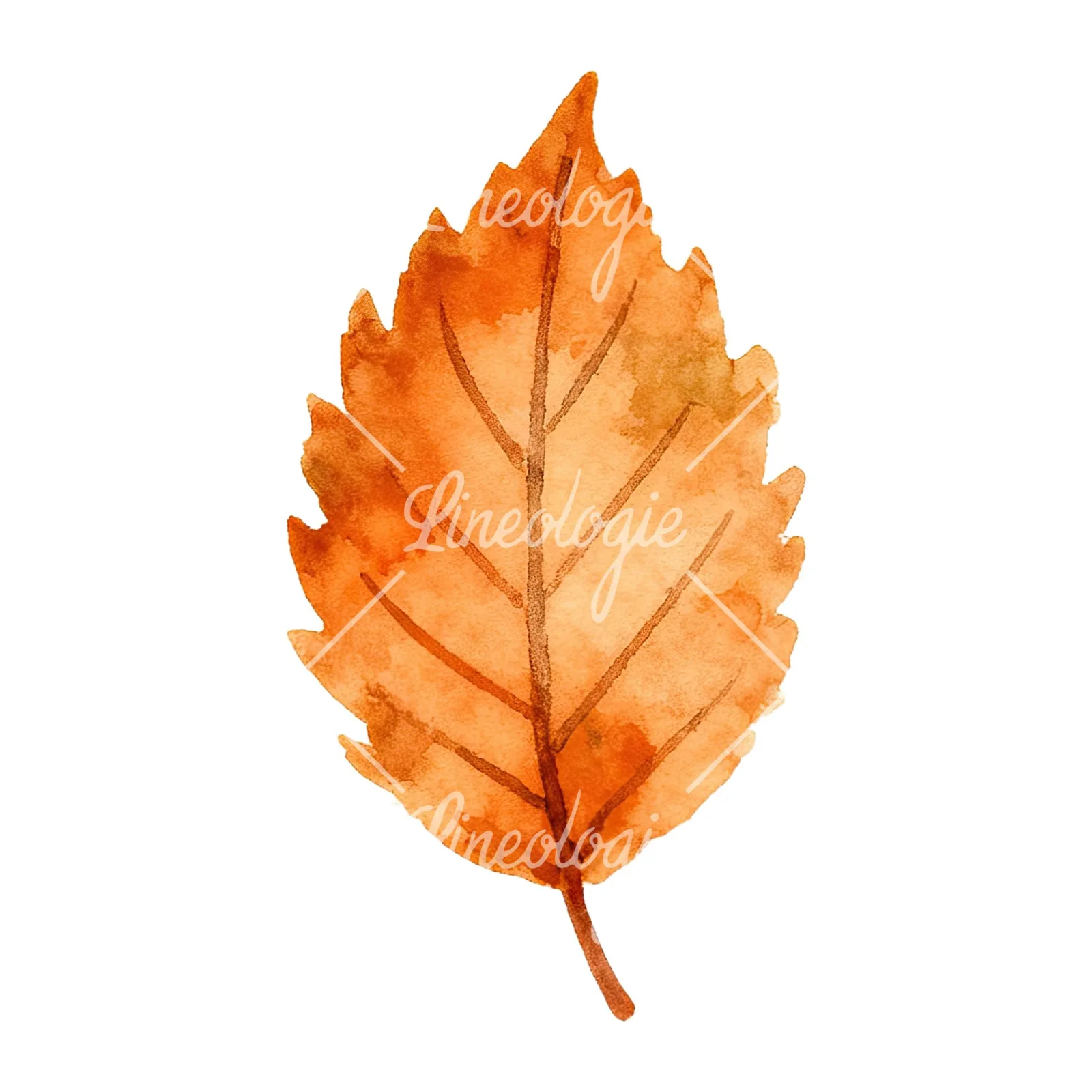 Watercolor autumn red orange leaf clipart 6 of 16 on a white background (JPG)