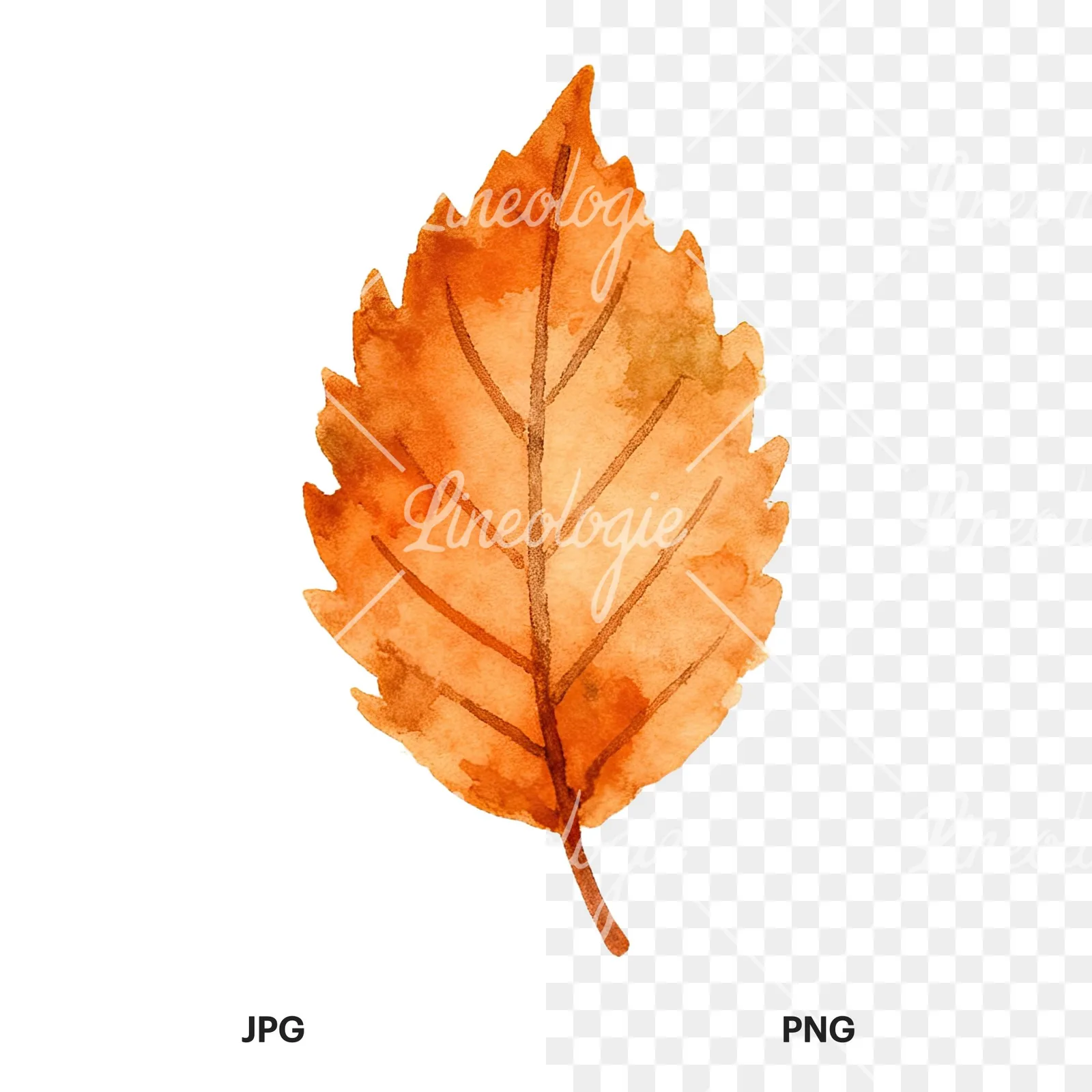 Watercolor autumn red orange leaf clipart 6 of 16, as a JPG on white and a transparent PNG