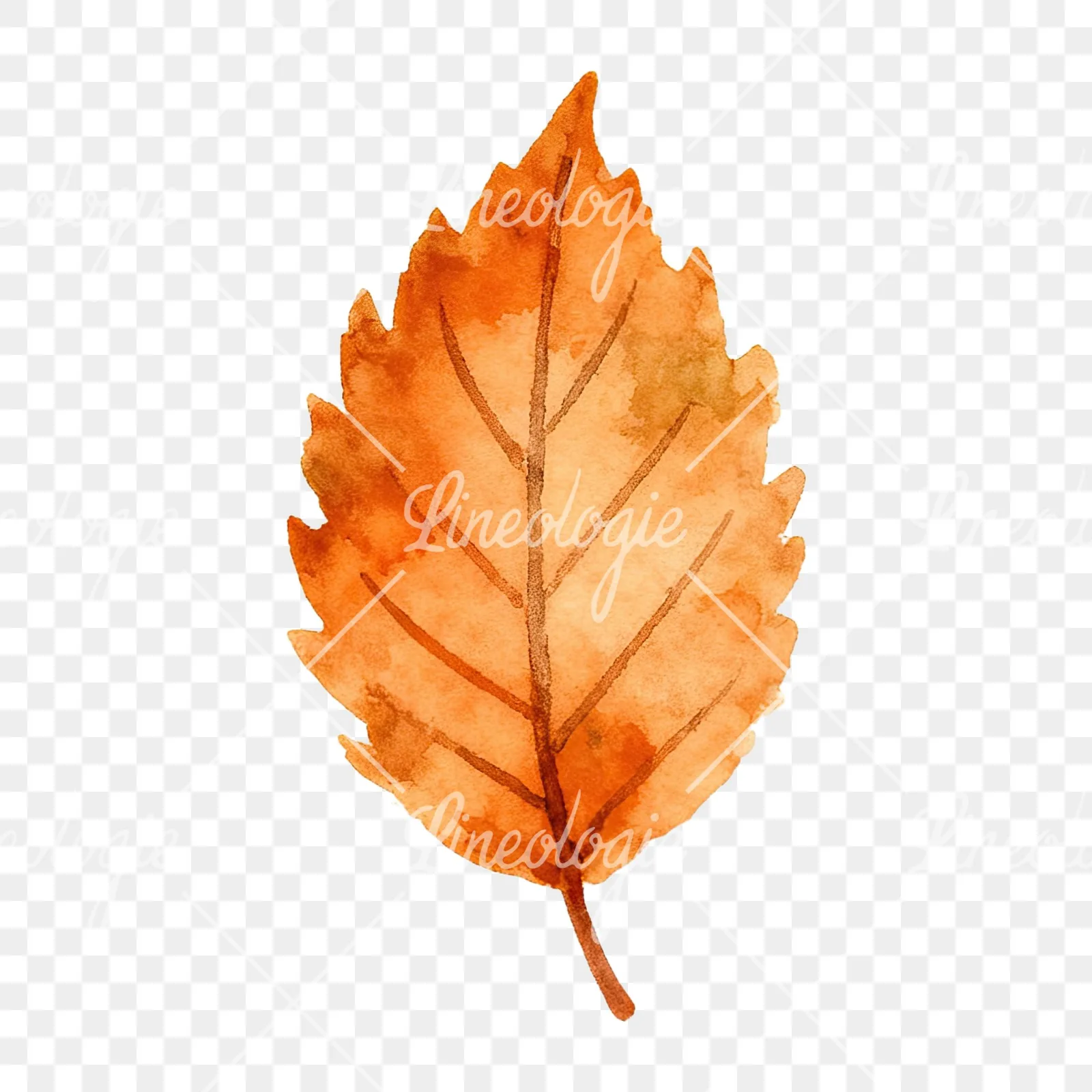 Watercolor autumn red orange leaf clipart 6 of 16 on a transparent background (PNG)
