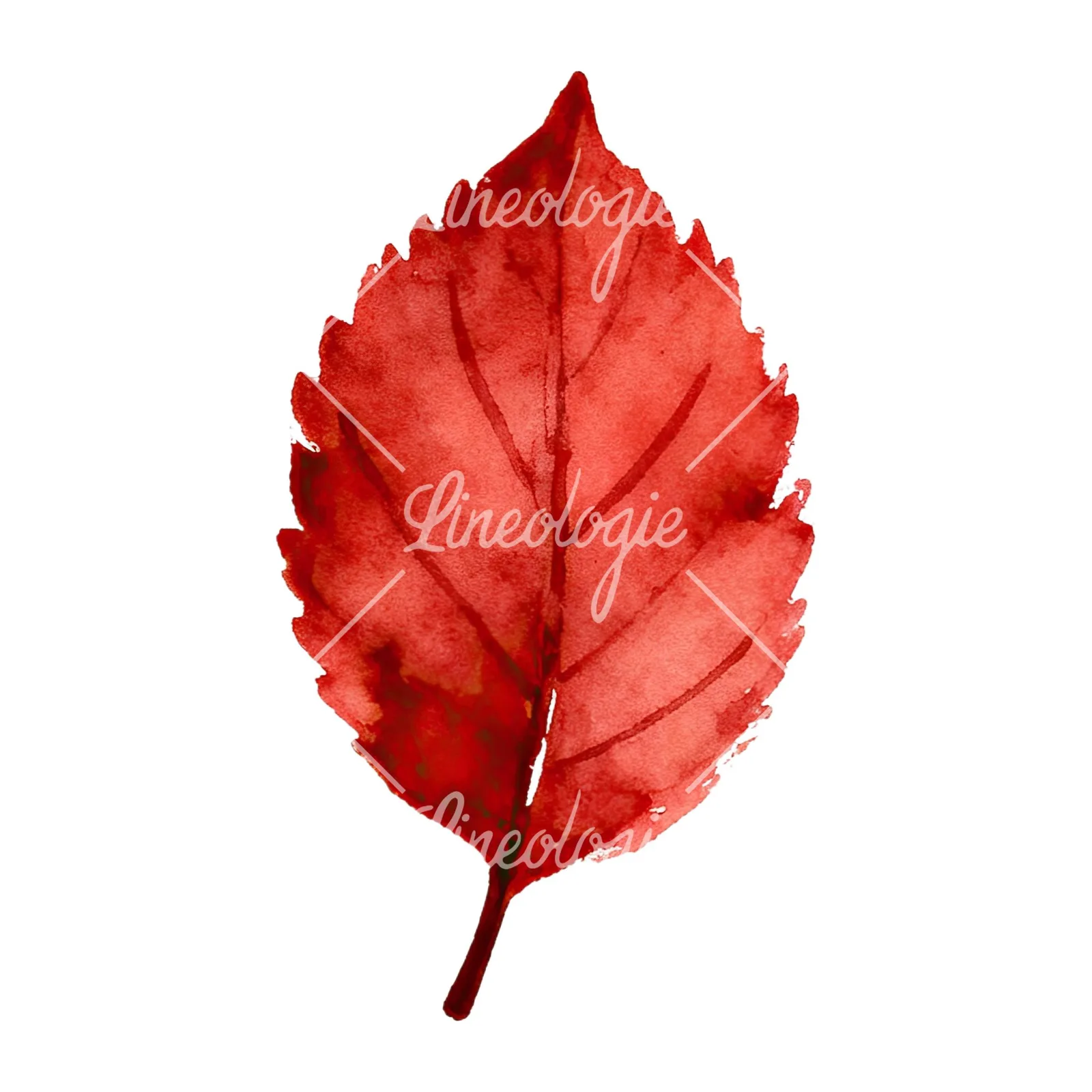 Watercolor autumn red orange leaf clipart 7 of 16 on a white background (JPG)