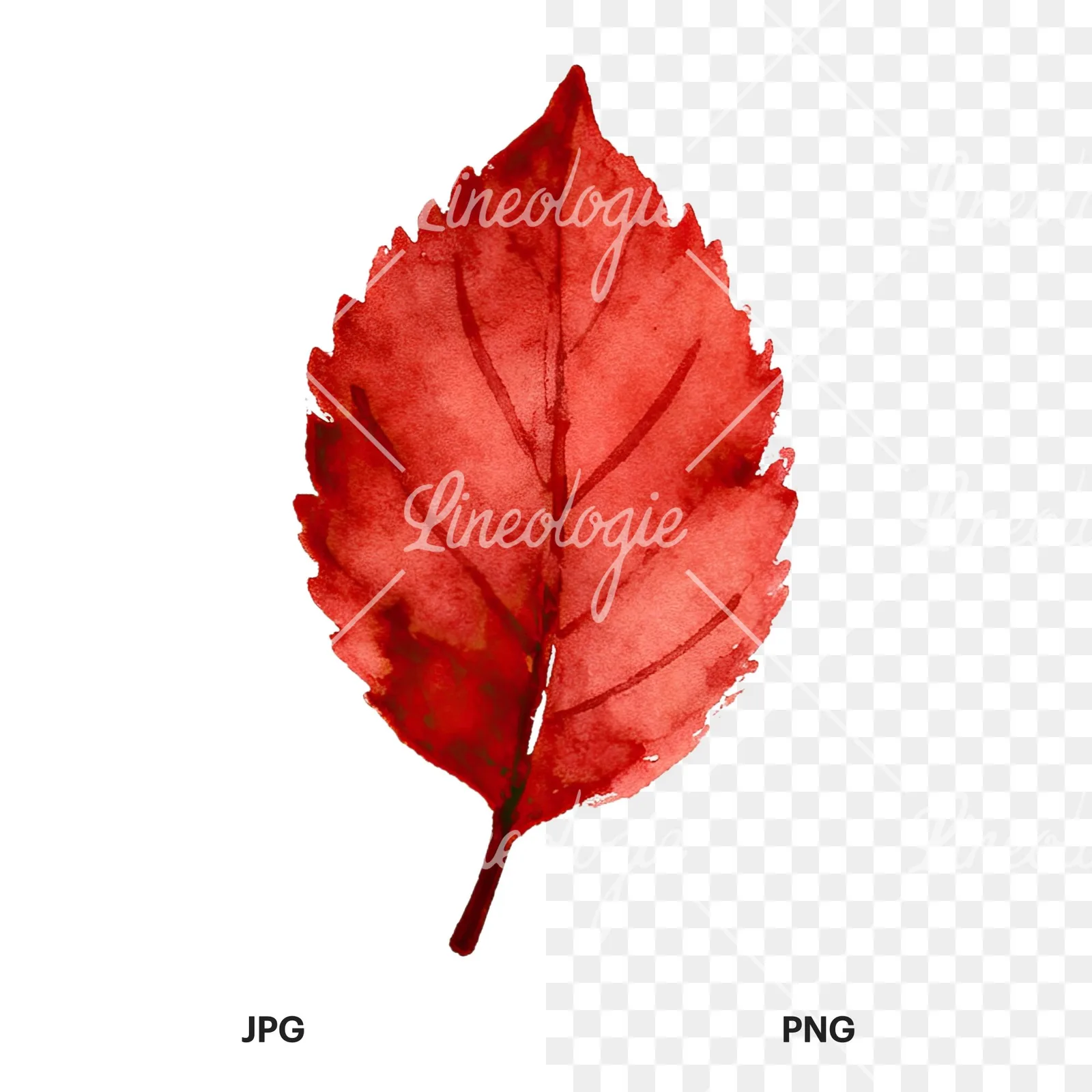 Watercolor autumn red orange leaf clipart 7 of 16, as a JPG on white and a transparent PNG