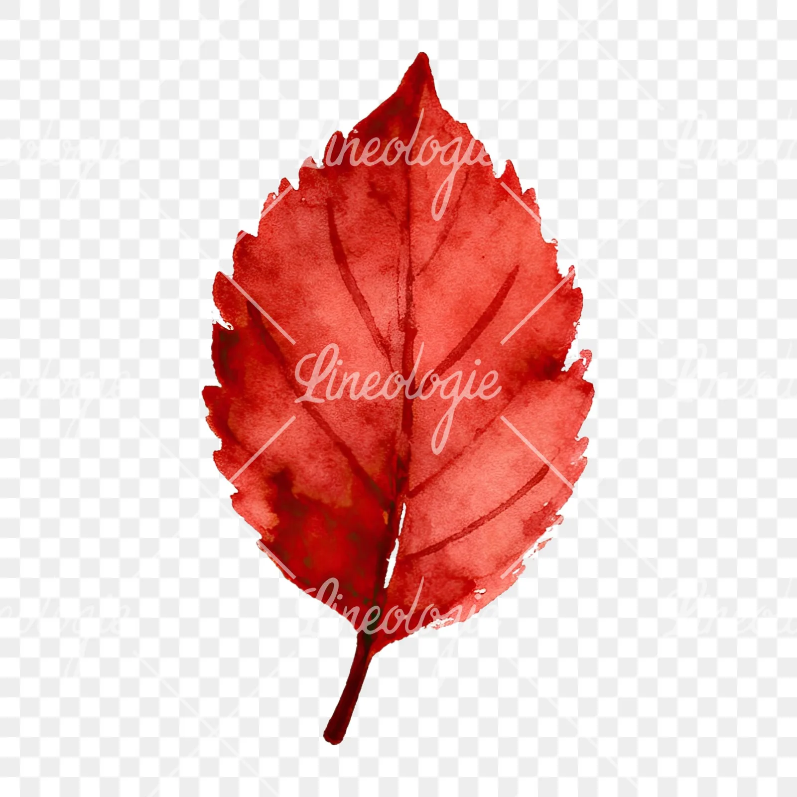 Watercolor autumn red orange leaf clipart 7 of 16 on a transparent background (PNG)