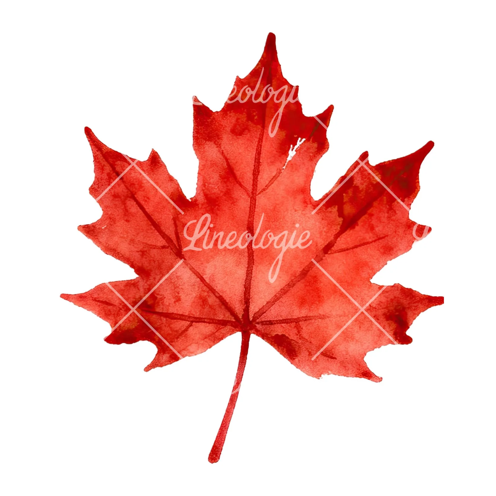 Watercolor autumn red orange leaf clipart 8 of 16 on a white background (JPG)
