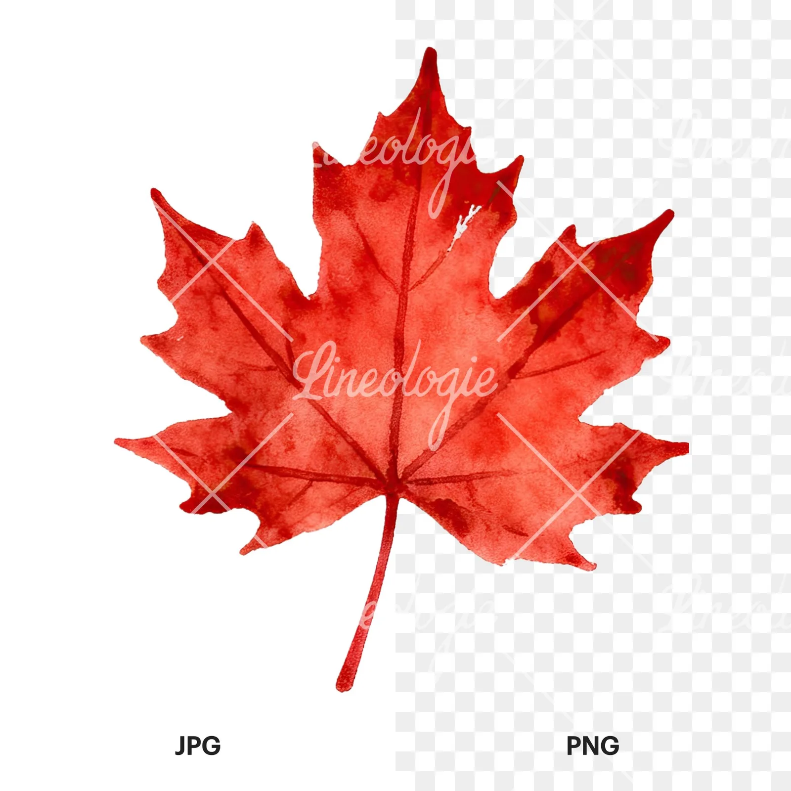 Watercolor autumn red orange leaf clipart 8 of 16, as a JPG on white and a transparent PNG