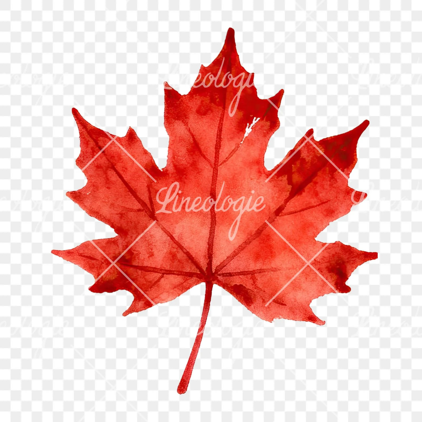 Watercolor autumn red orange leaf clipart 8 of 16 on a transparent background (PNG)