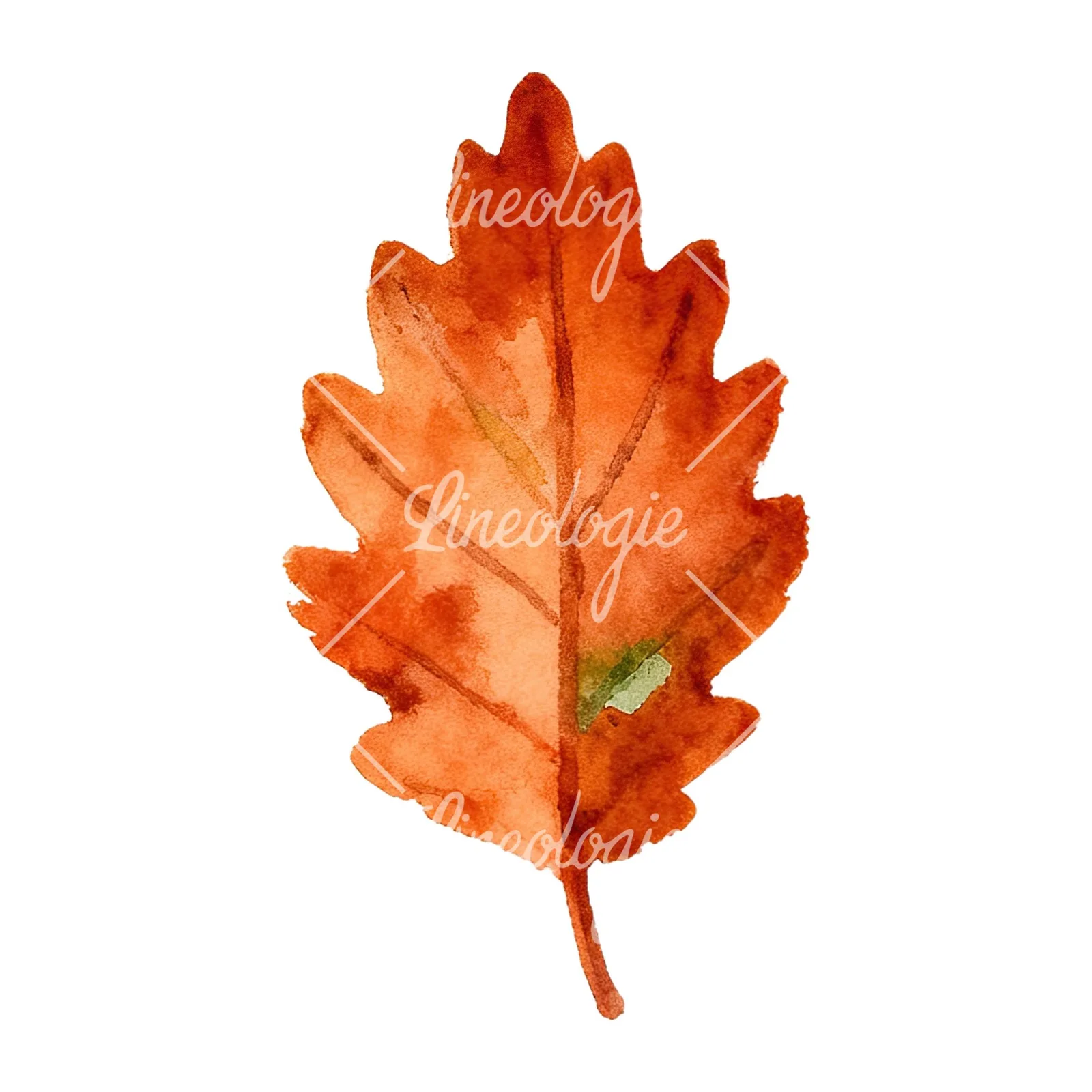 Watercolor autumn red orange leaf clipart 9 of 16 on a white background (JPG)