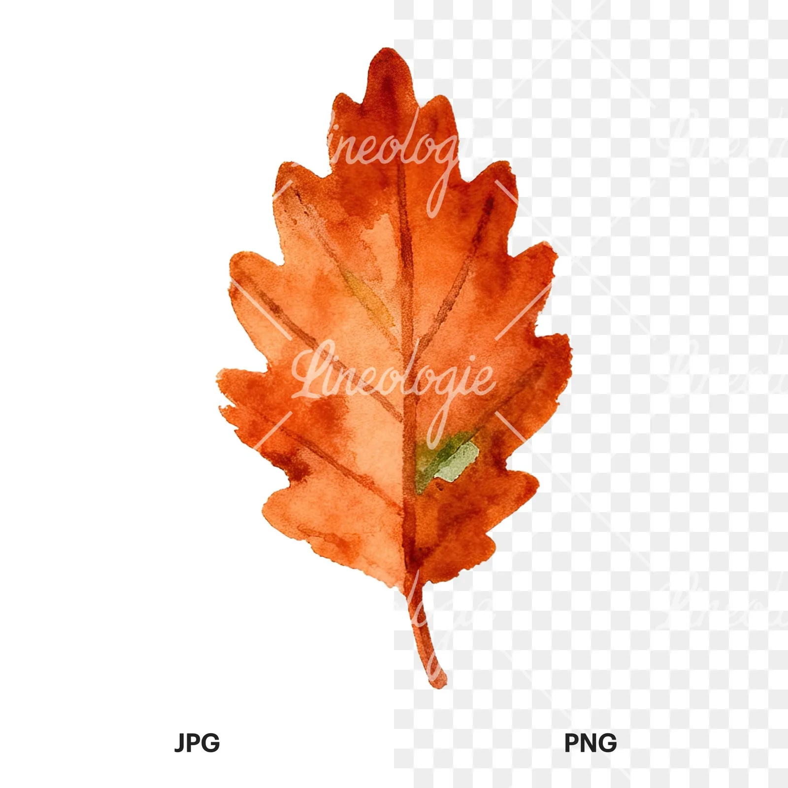 Watercolor autumn red orange leaf clipart 9 of 16, as a JPG on white and a transparent PNG