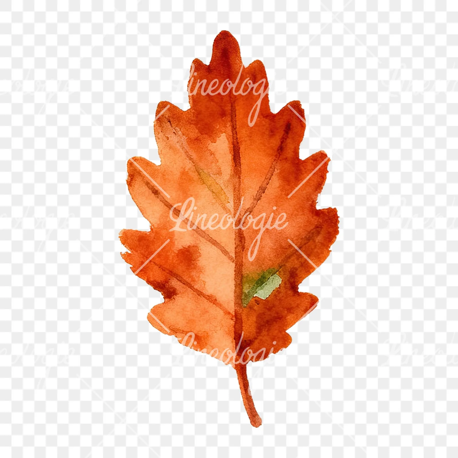 Watercolor autumn red orange leaf clipart 9 of 16 on a transparent background (PNG)