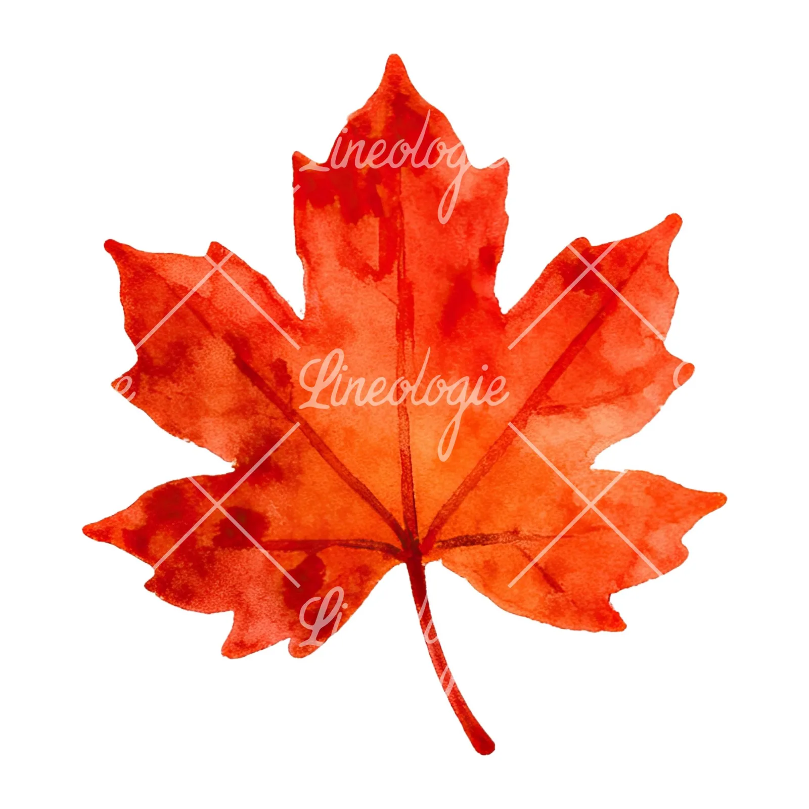 Watercolor autumn red orange leaf clipart 10 of 16 on a white background (JPG)