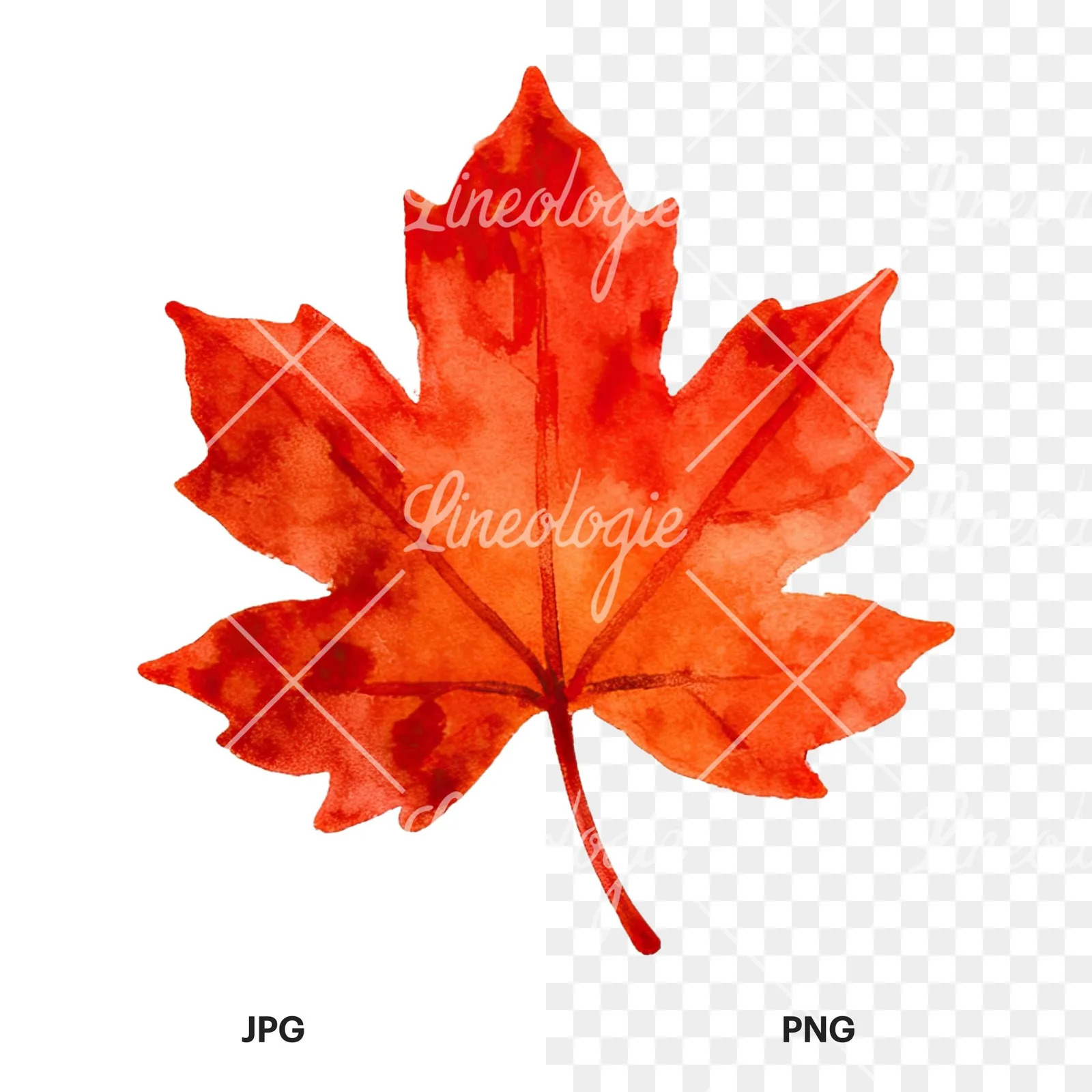 Watercolor autumn red orange leaf clipart 10 of 16, as a JPG on white and a transparent PNG