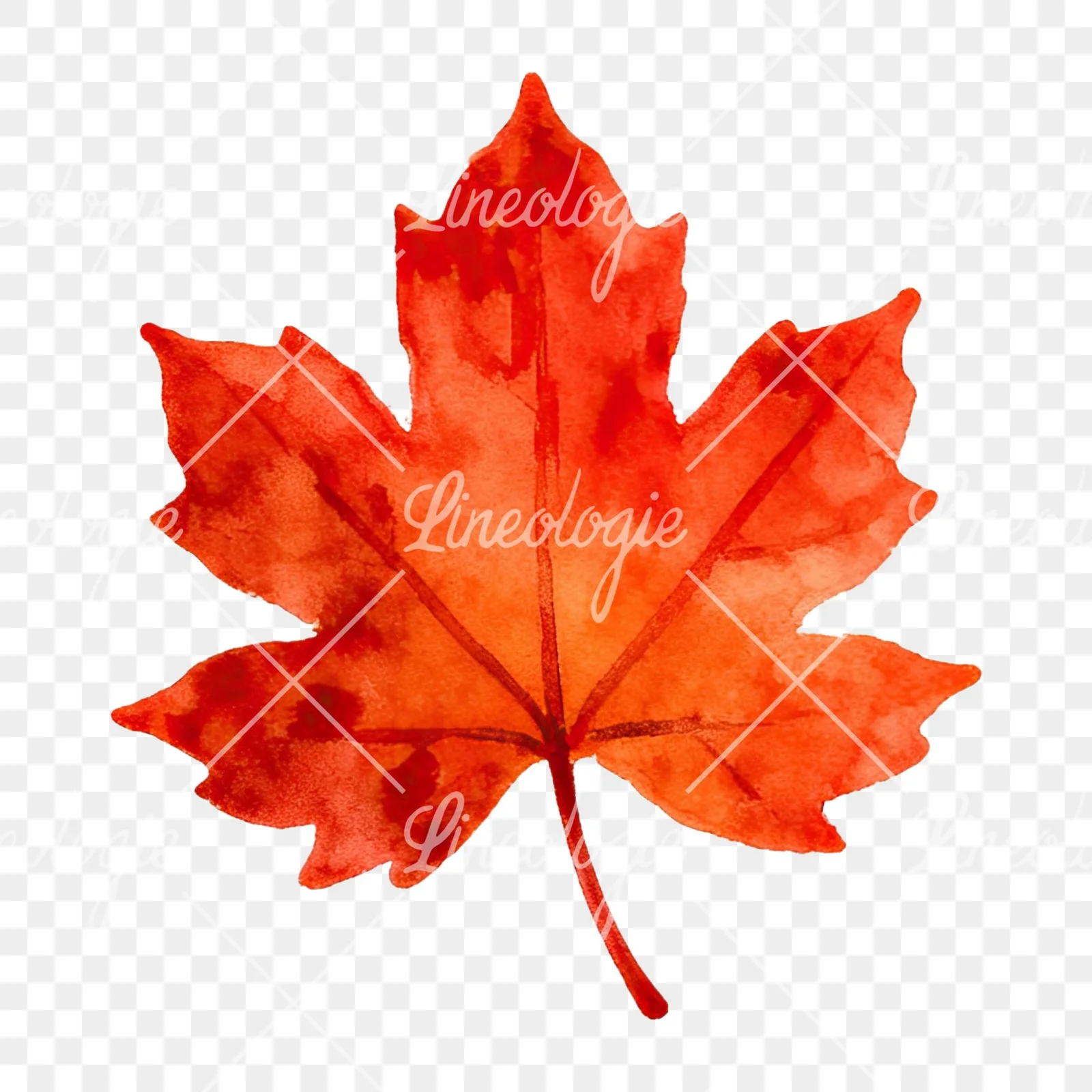 Watercolor autumn red orange leaf clipart 10 of 16 on a transparent background (PNG)
