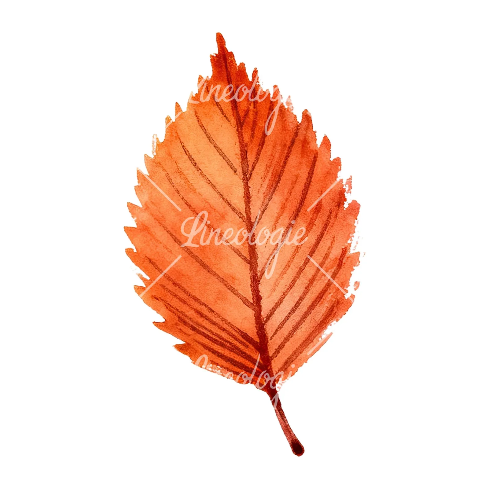 Watercolor autumn red orange leaf clipart 11 of 16 on a white background (JPG)