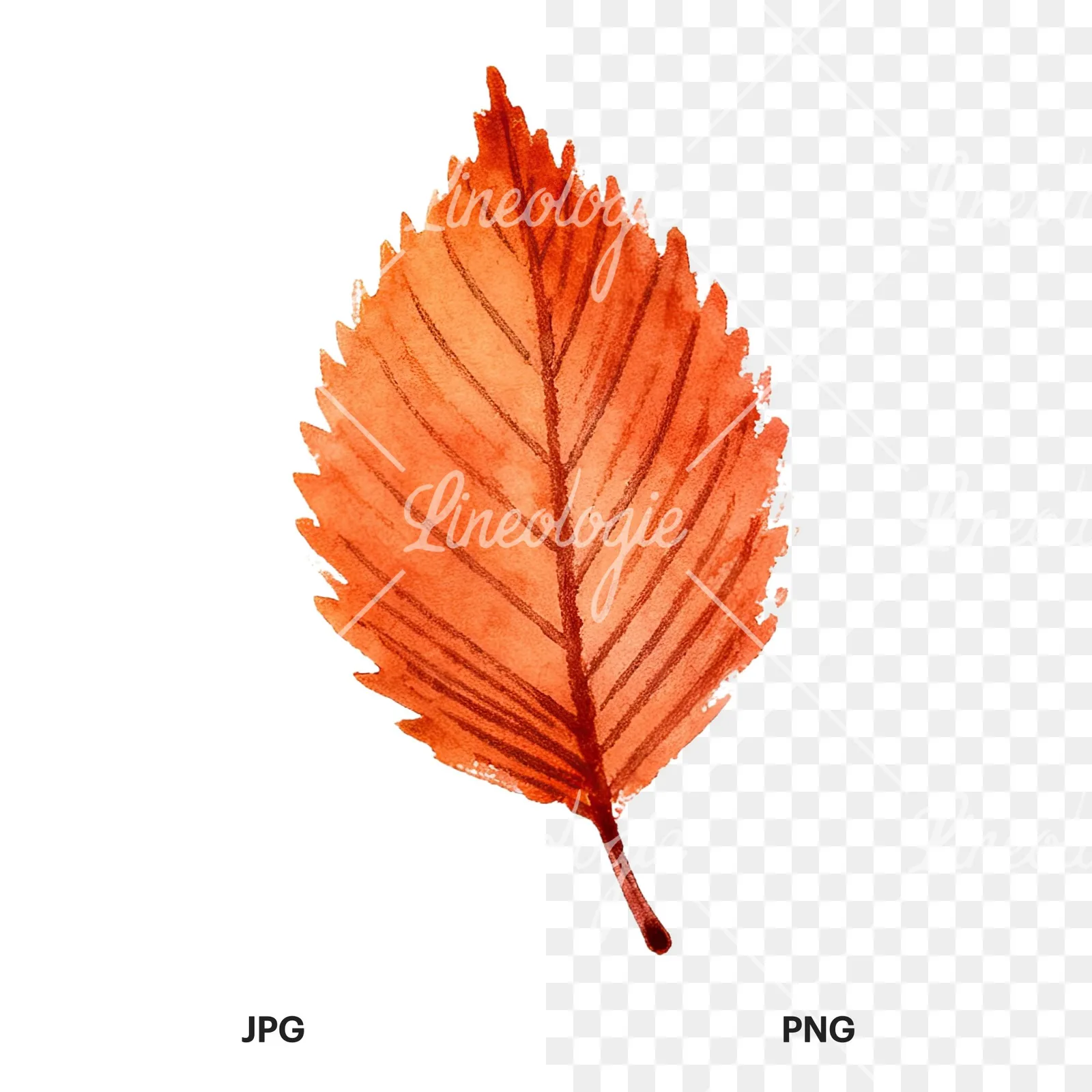 Watercolor autumn red orange leaf clipart 11 of 16, as a JPG on white and a transparent PNG