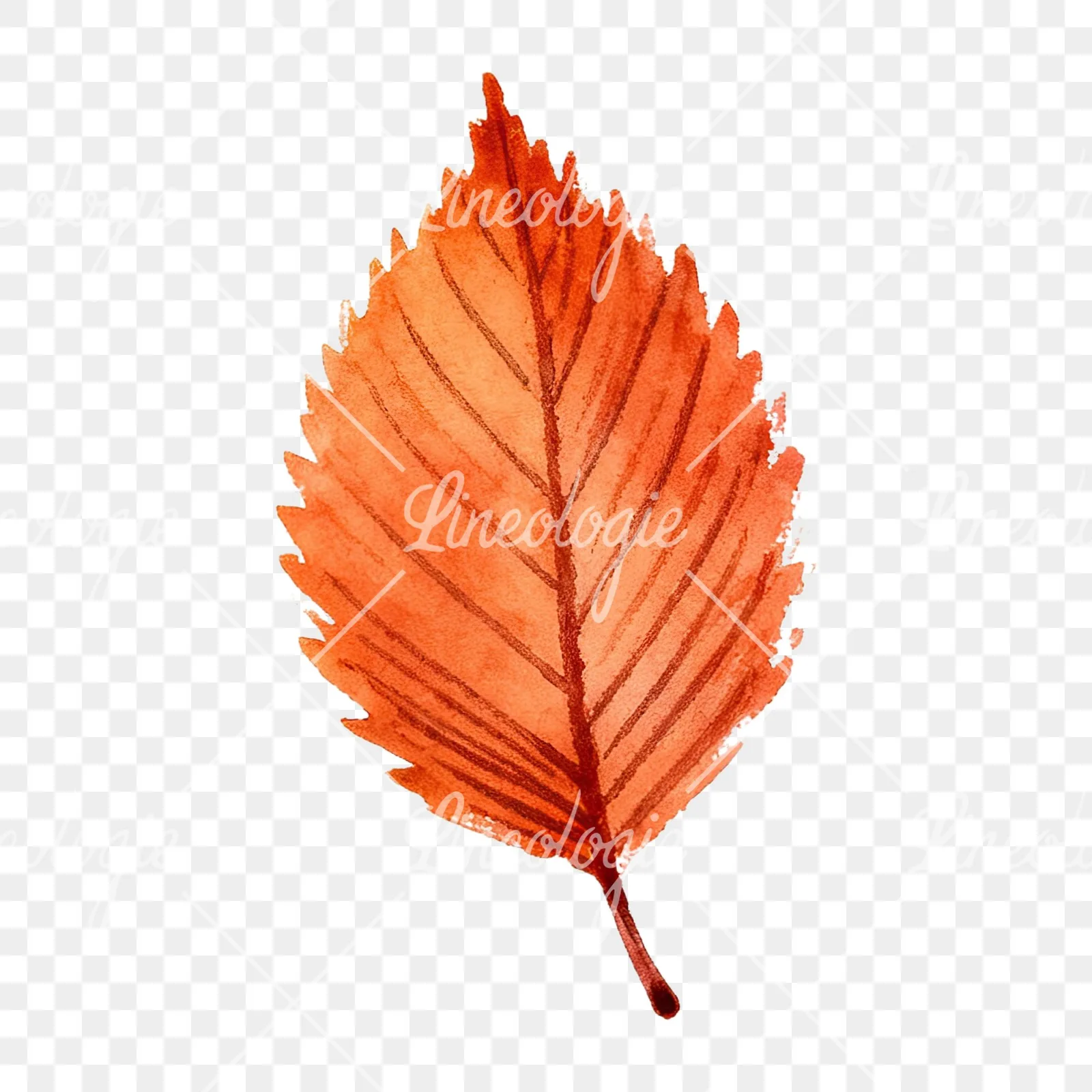 Watercolor autumn red orange leaf clipart 11 of 16 on a transparent background (PNG)