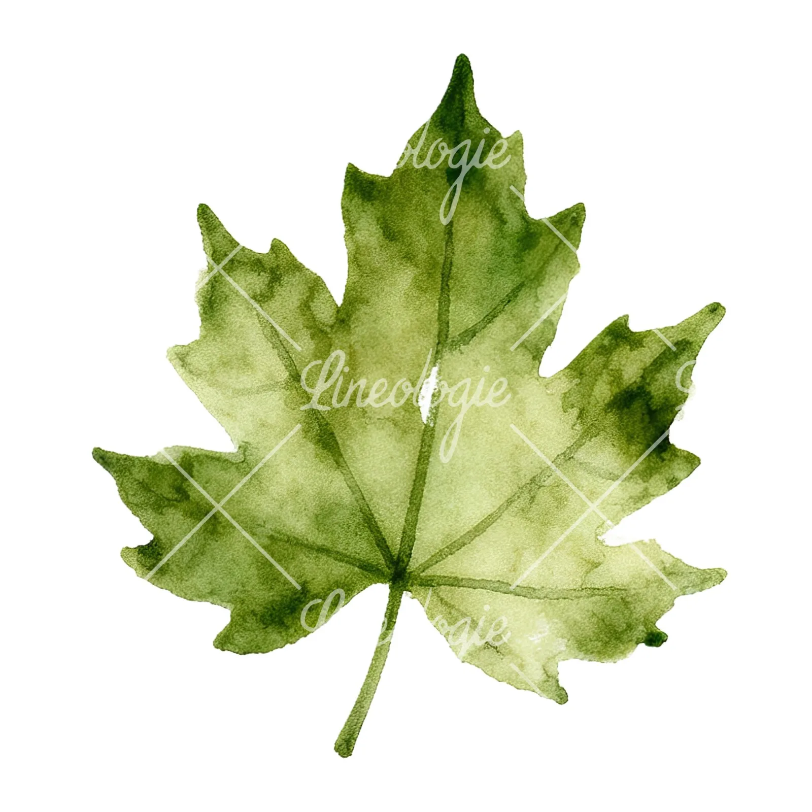 Watercolor autumn red orange leaf clipart 12 of 16 on a white background (JPG)