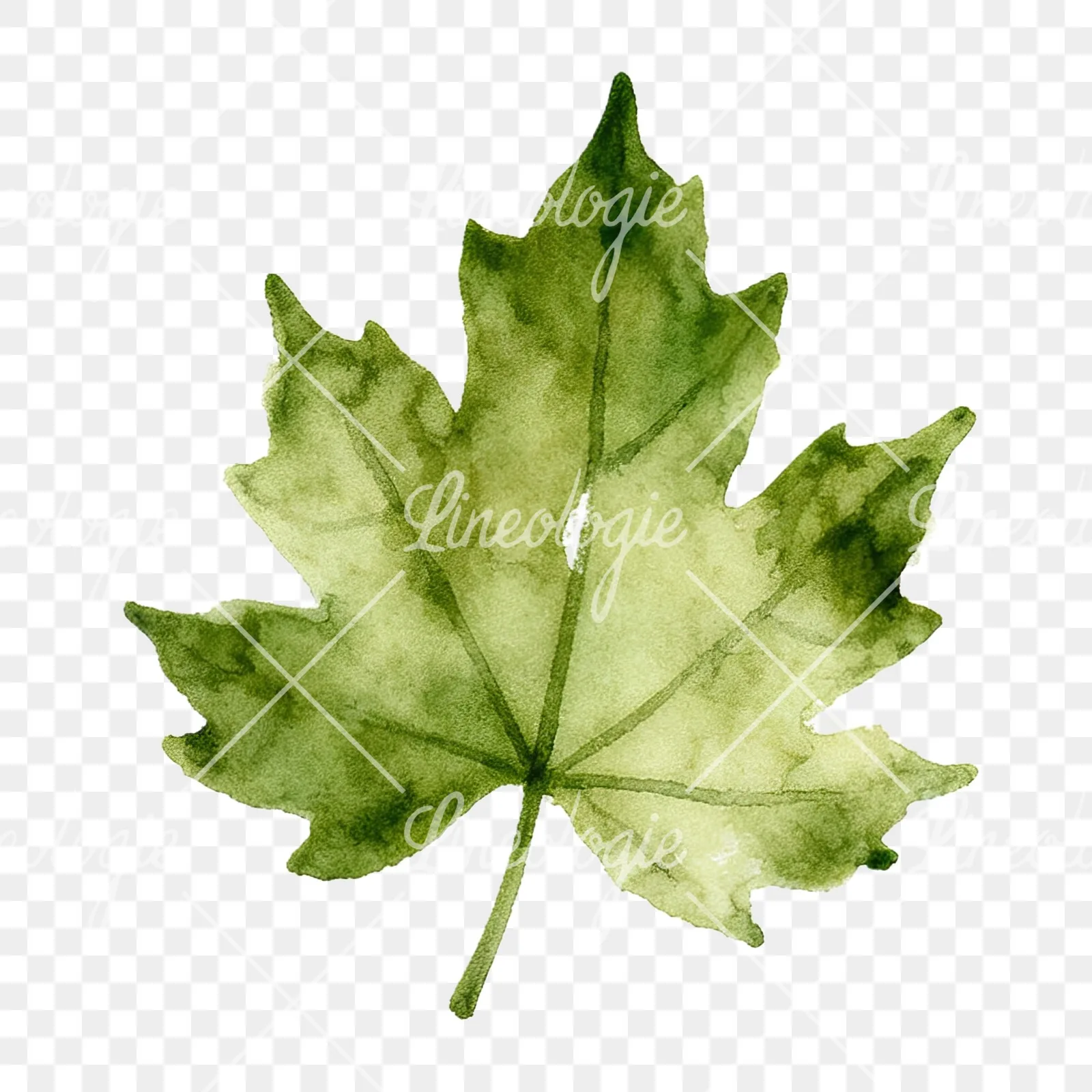 Watercolor autumn red orange leaf clipart 12 of 16 on a transparent background (PNG)