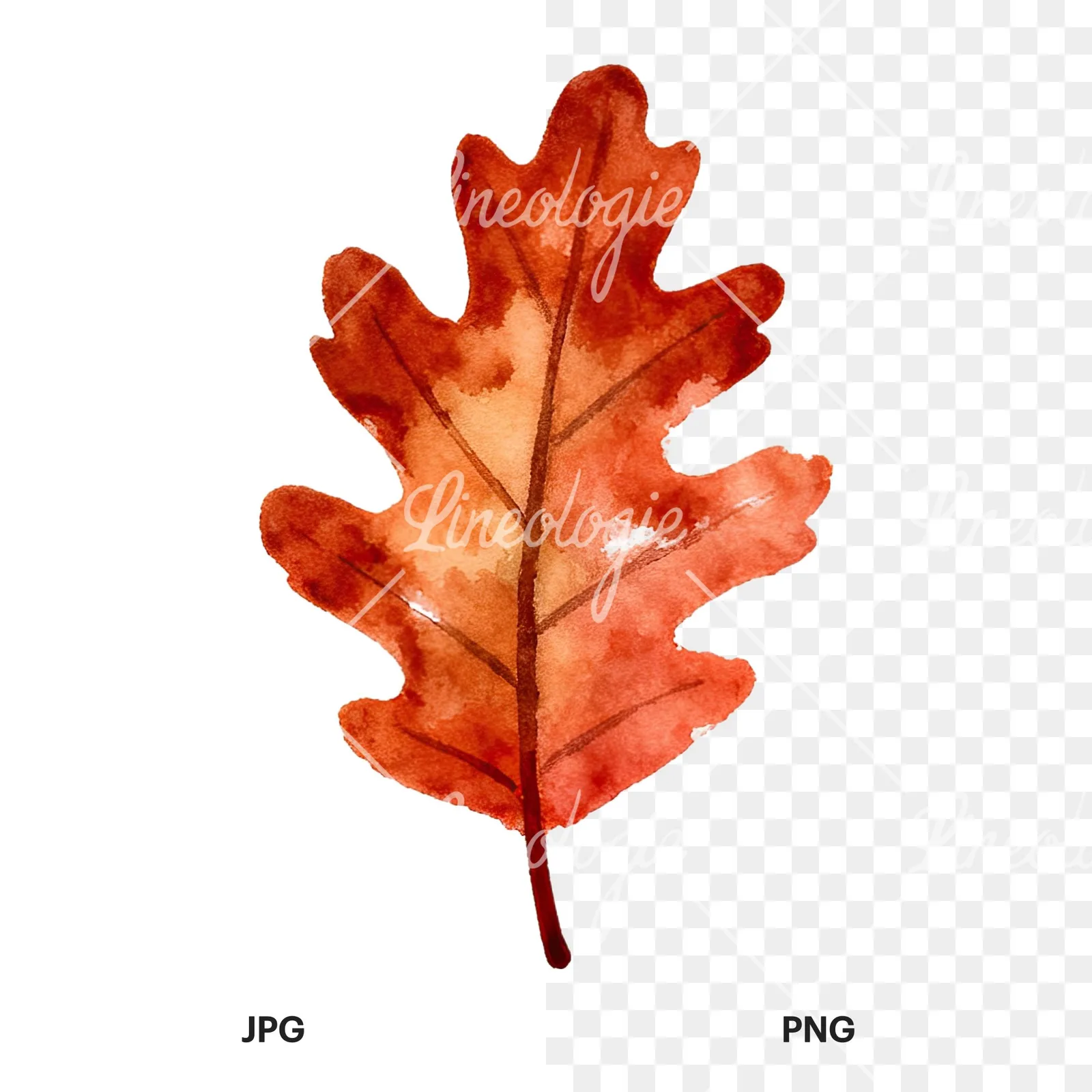 Watercolor autumn red orange leaf clipart 14 of 16, as a JPG on white and a transparent PNG