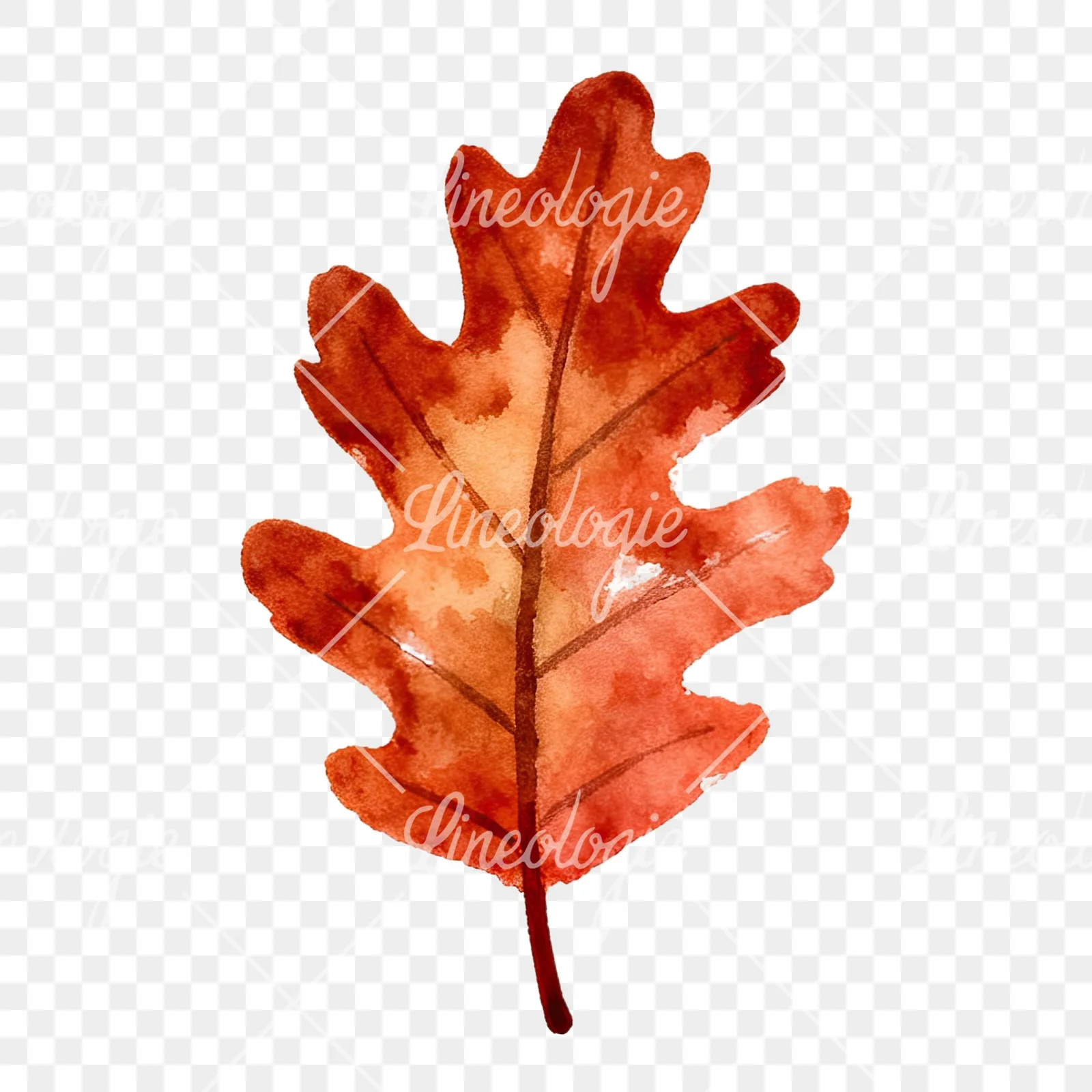 Watercolor autumn red orange leaf clipart 14 of 16 on a transparent background (PNG)