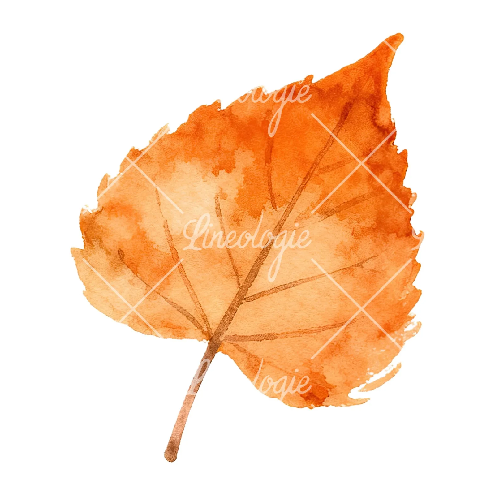 Watercolor autumn red orange leaf clipart 16 of 16 on a white background (JPG)