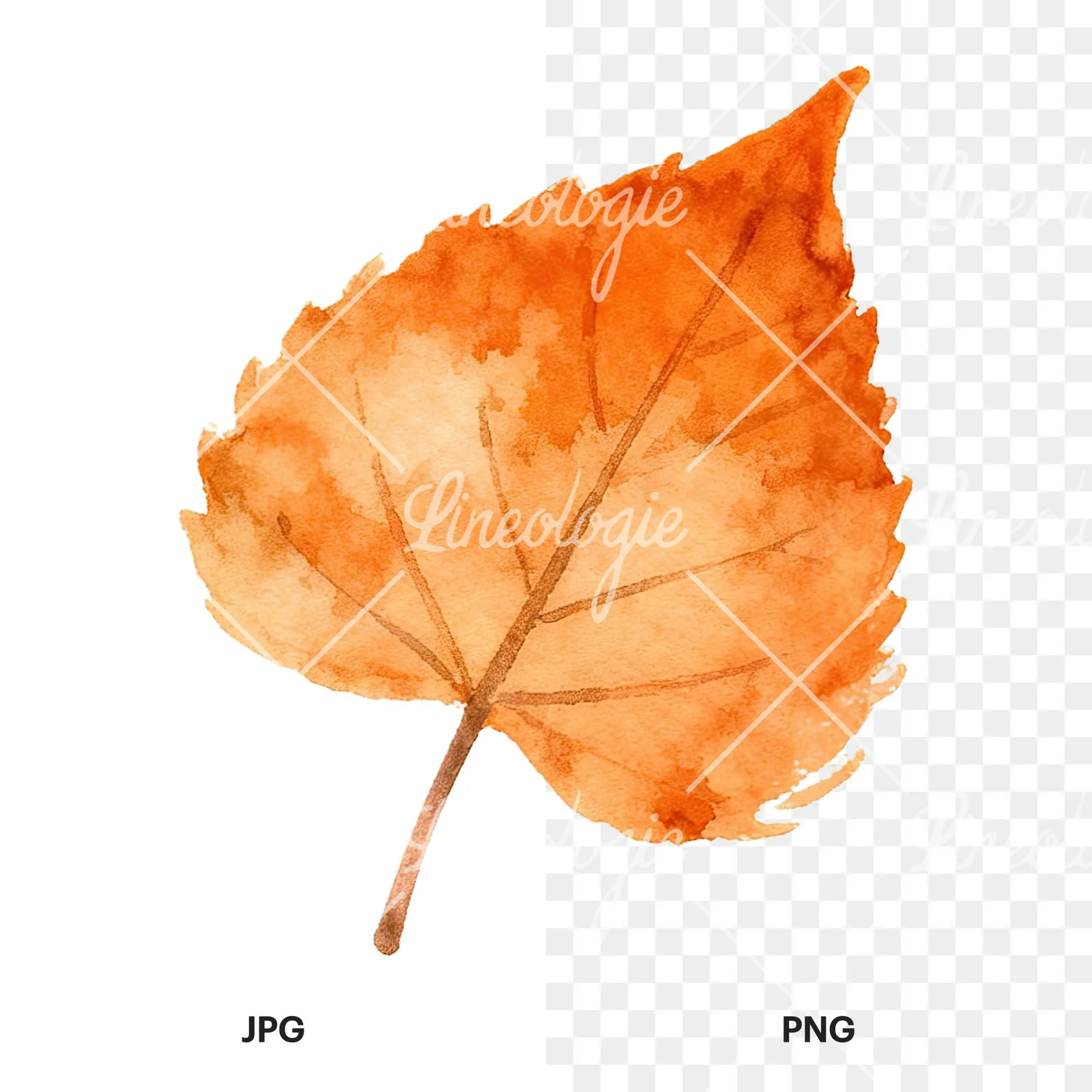 Watercolor autumn red orange leaf clipart 16 of 16, as a JPG on white and a transparent PNG
