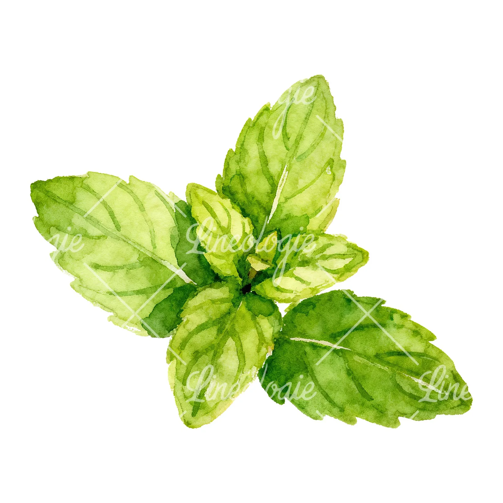 Watercolor mint sprig clipart 1 of 6 on a white background (JPG)