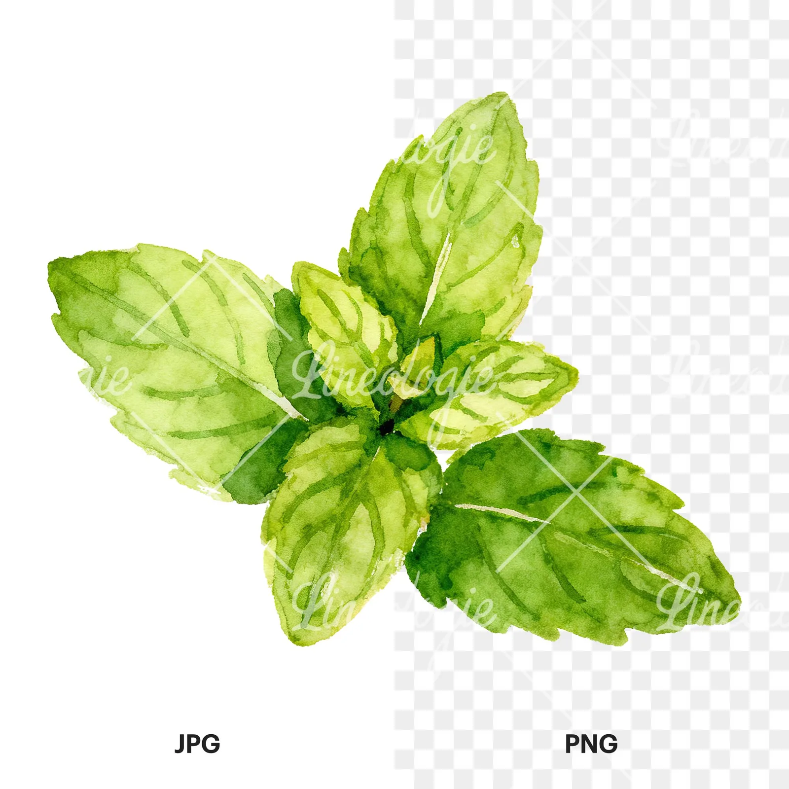 Watercolor mint sprig clipart 1 of 6, as a JPG on white and a transparent PNG