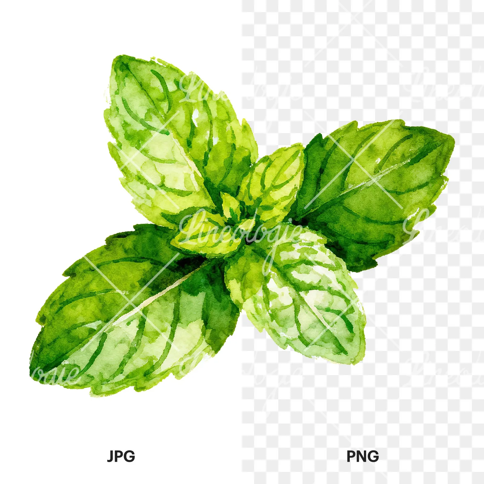 Watercolor mint sprig clipart 2 of 6, as a JPG on white and a transparent PNG
