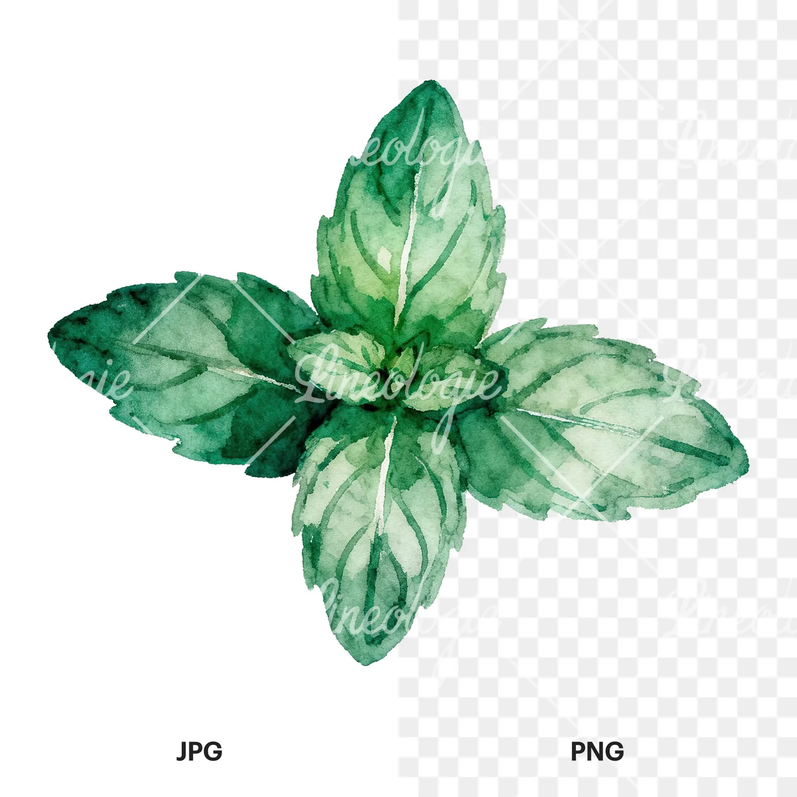 Watercolor mint sprig clipart 3 of 6, as a JPG on white and a transparent PNG