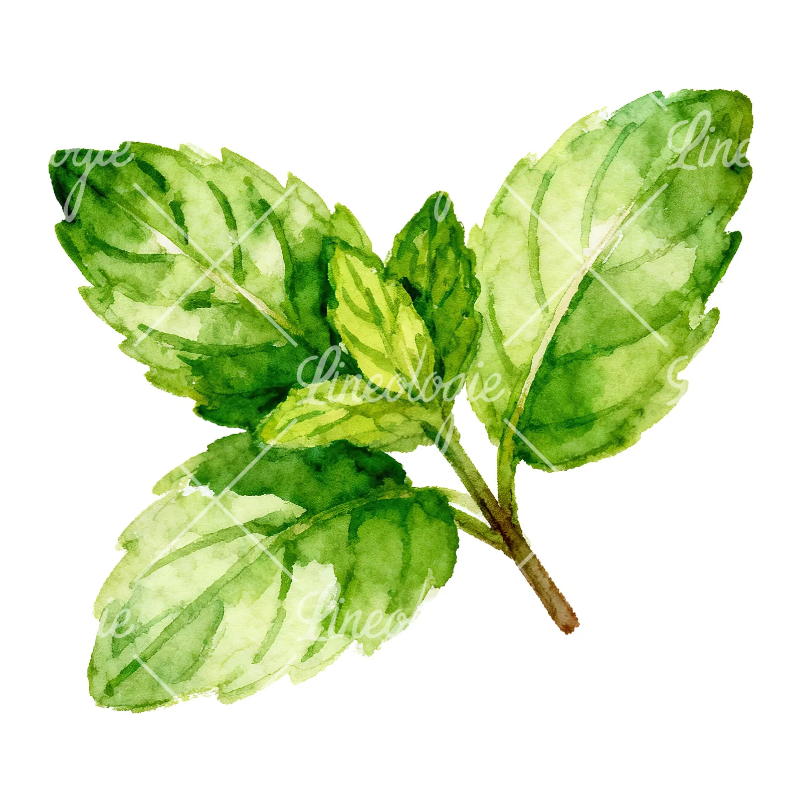 Watercolor mint sprig clipart 4 of 6 on a white background (JPG)