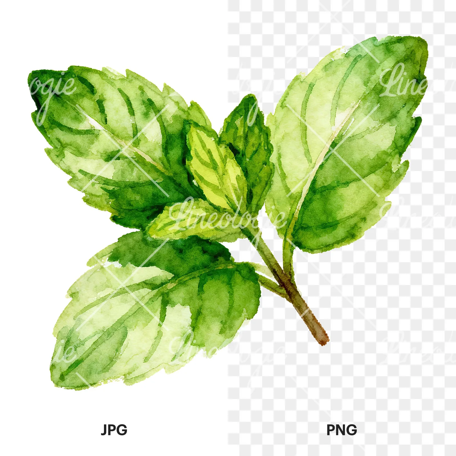 Watercolor mint sprig clipart 4 of 6, as a JPG on white and a transparent PNG