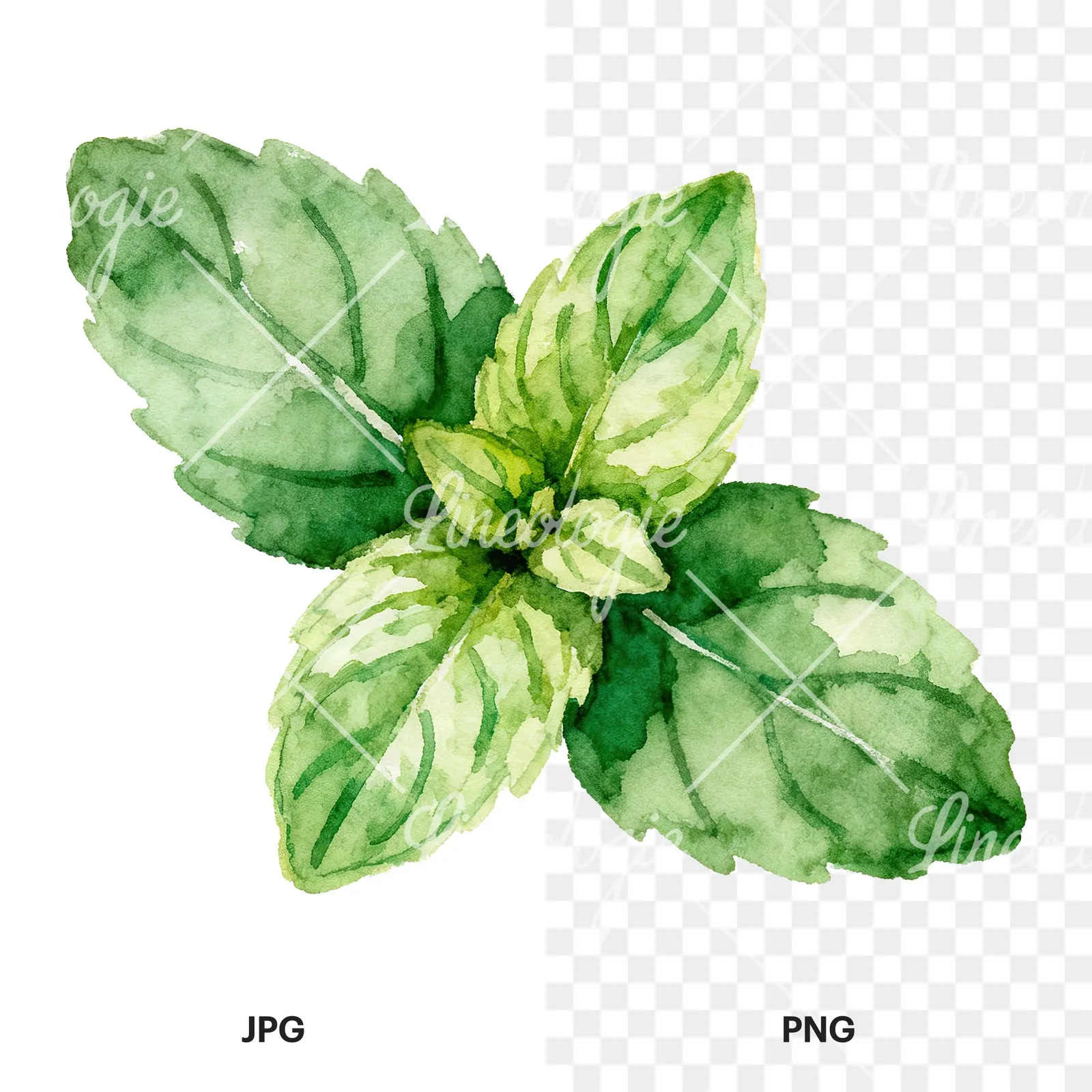 Watercolor mint sprig clipart 5 of 6, as a JPG on white and a transparent PNG