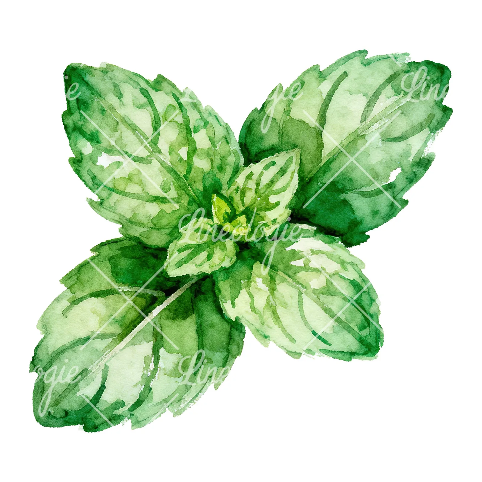 Watercolor mint sprig clipart 6 of 6 on a white background (JPG)