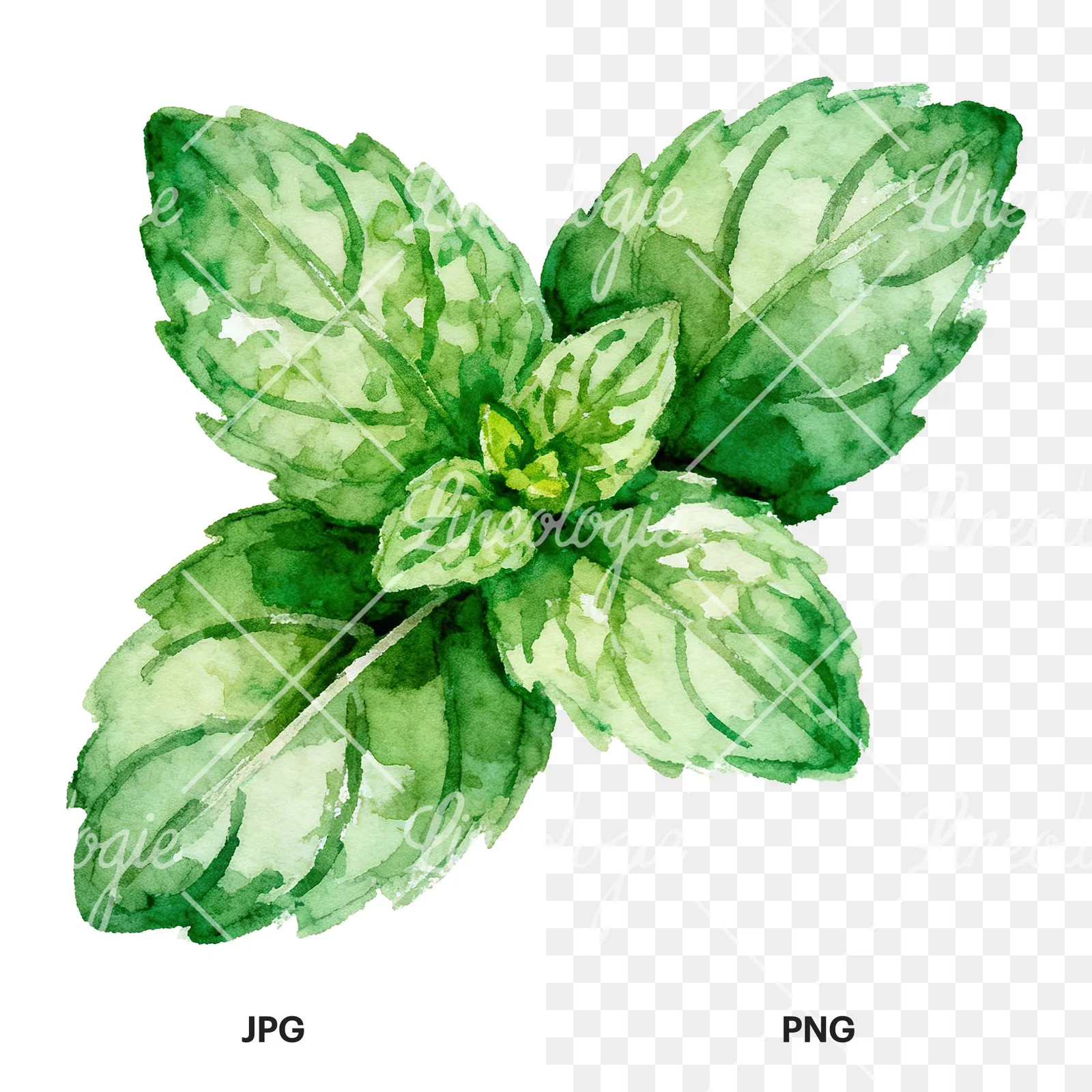 Watercolor mint sprig clipart 6 of 6, as a JPG on white and a transparent PNG