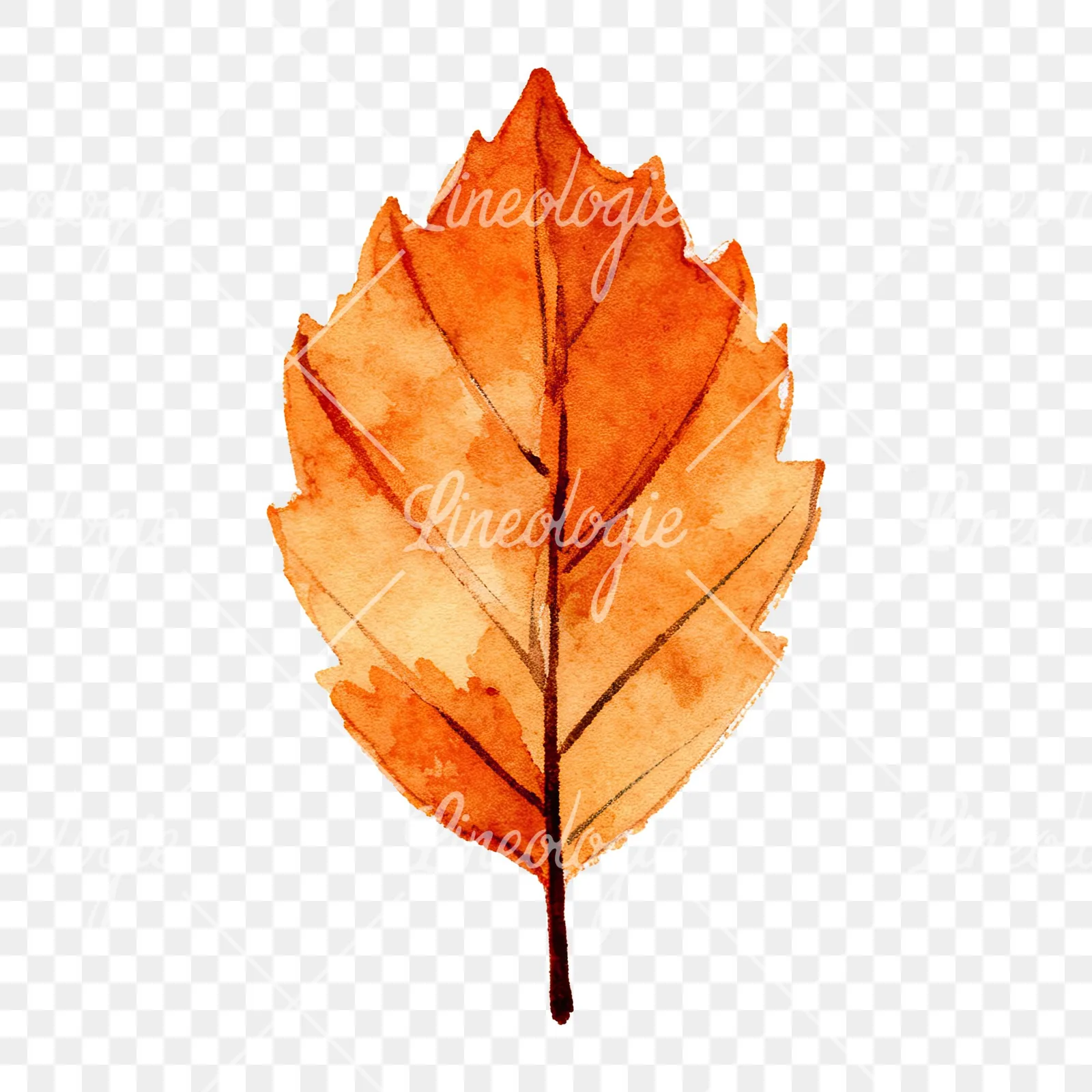 Watercolor autumn beech leaf clipart 3 of 9 on a transparent background (PNG)